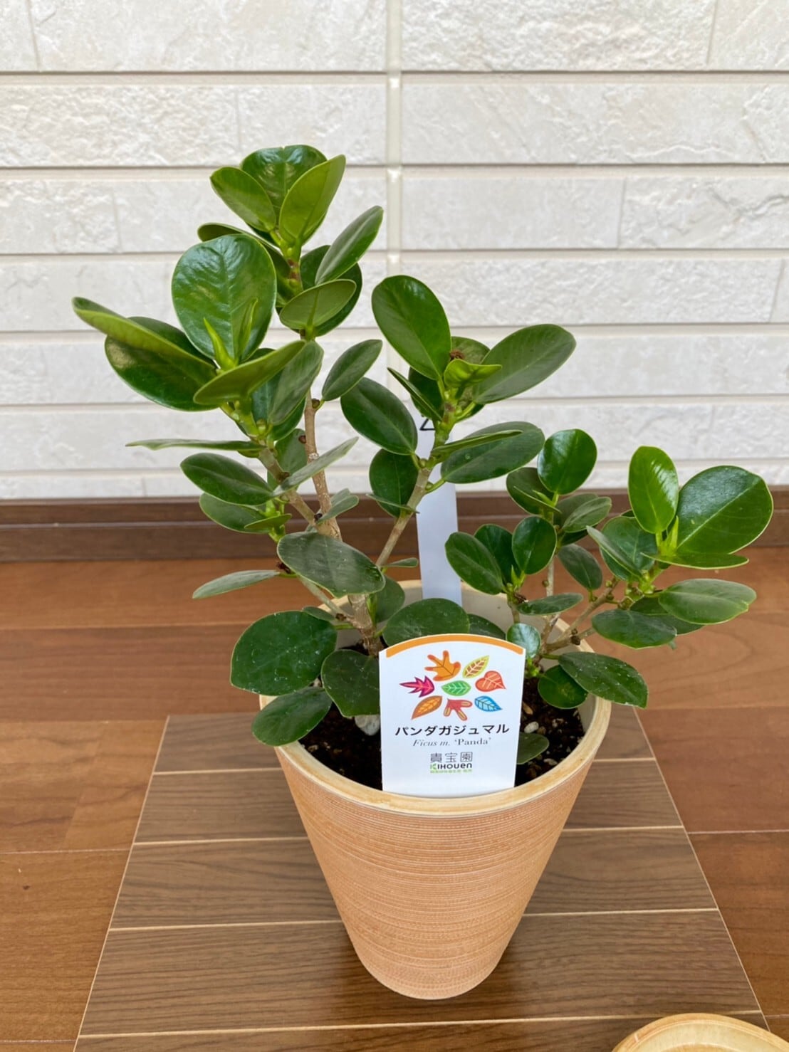 観葉植物 パンダガジュマル 5号 受け皿付き ② | ハウスプランツ