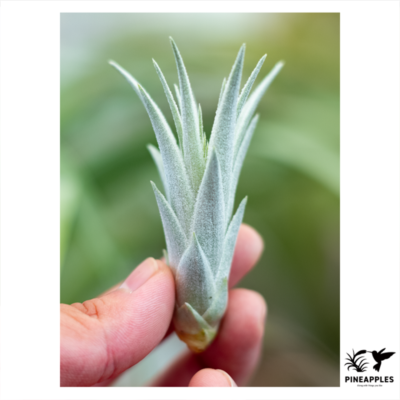 Tillandsia gardneri var. rupicola Red Flower T'S TROPICALS - 2