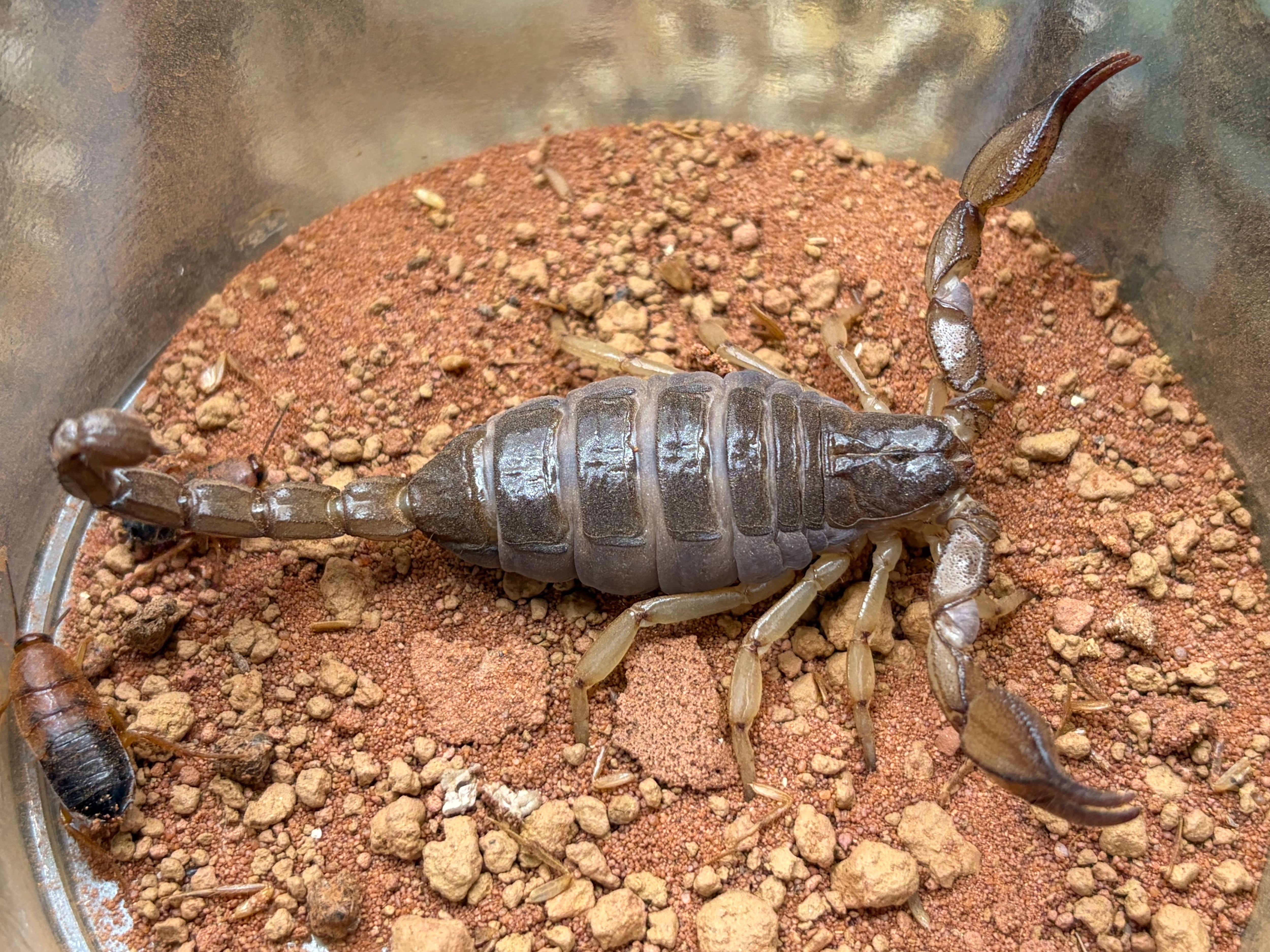10mm】起毛感のある体が分厚い南アフリカのアシナガコガネ 標本