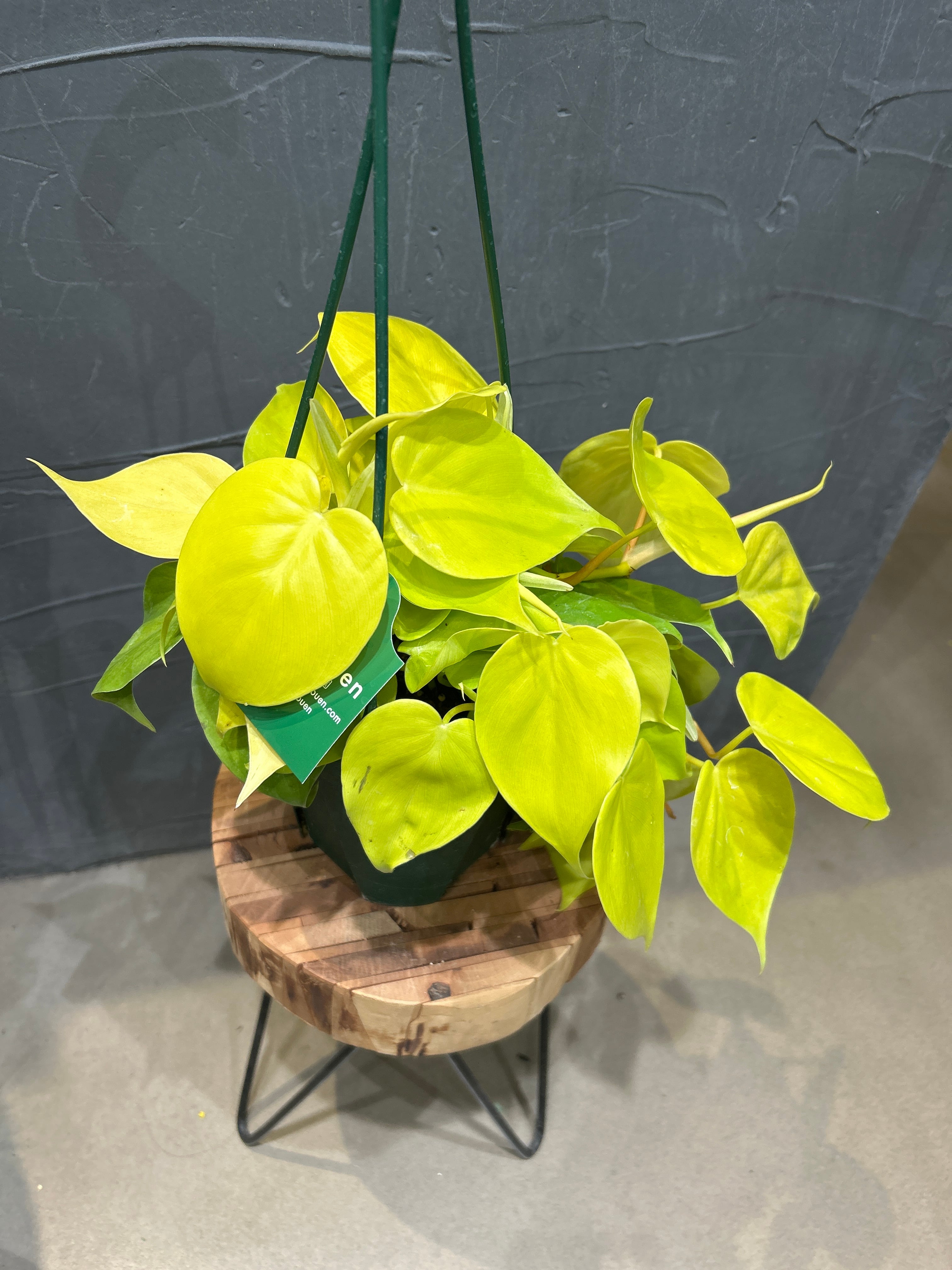 フィロデンドロン レモンライム | MIDORIYA 観葉植物専門店
