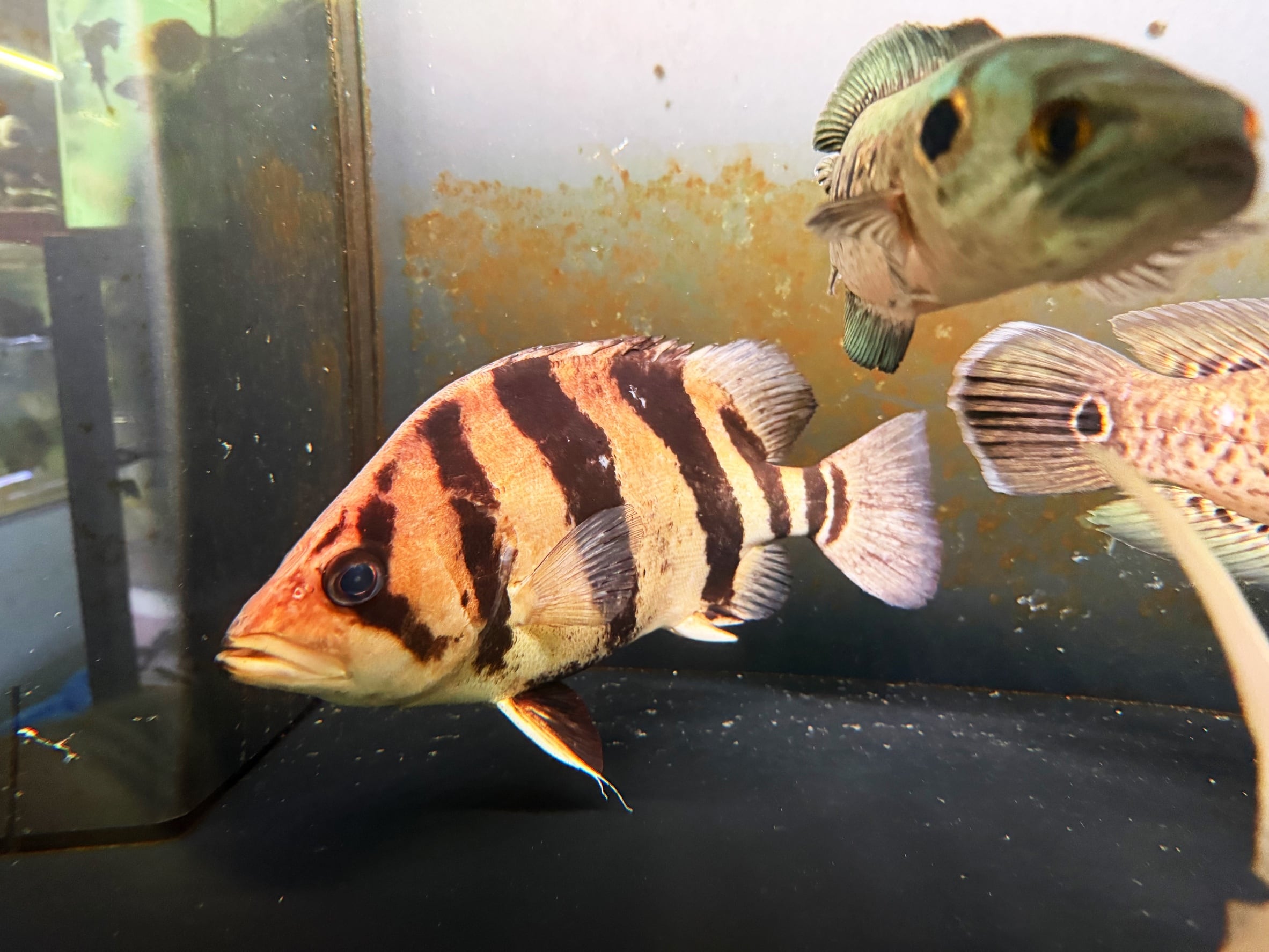 新入荷 | アクアショップ ビリーケン オンラインストア