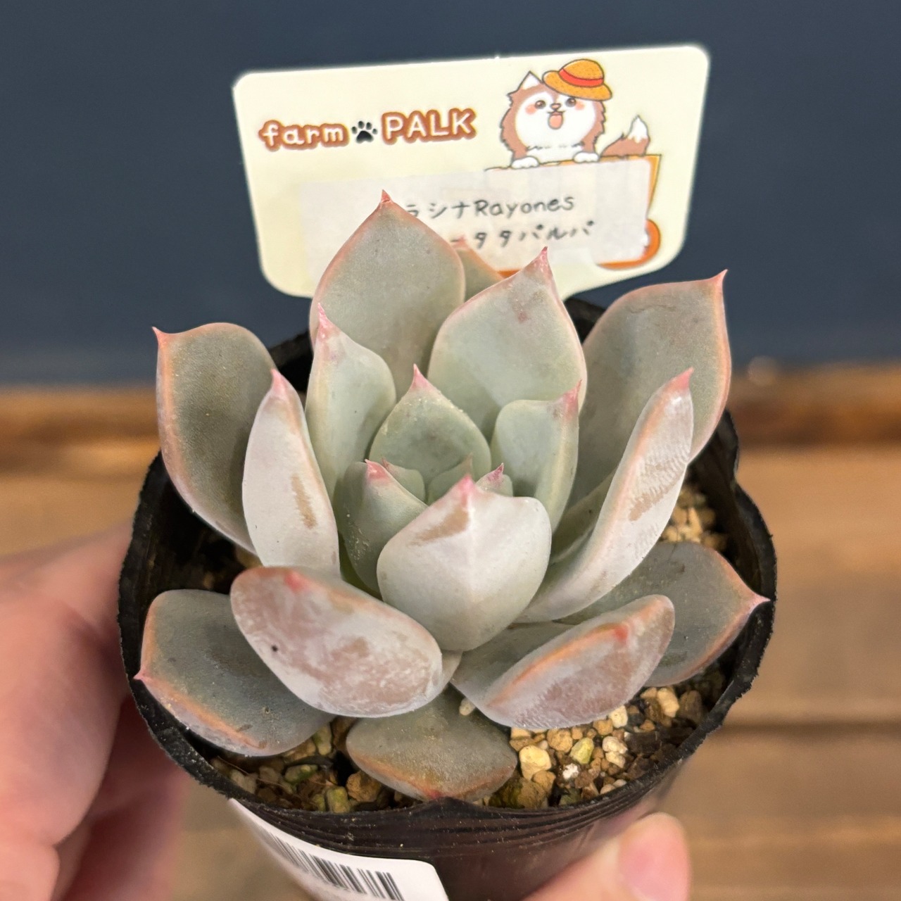farmPALKさん苗 エケベリア リラシナRayones × コロラータタパルパ【893】