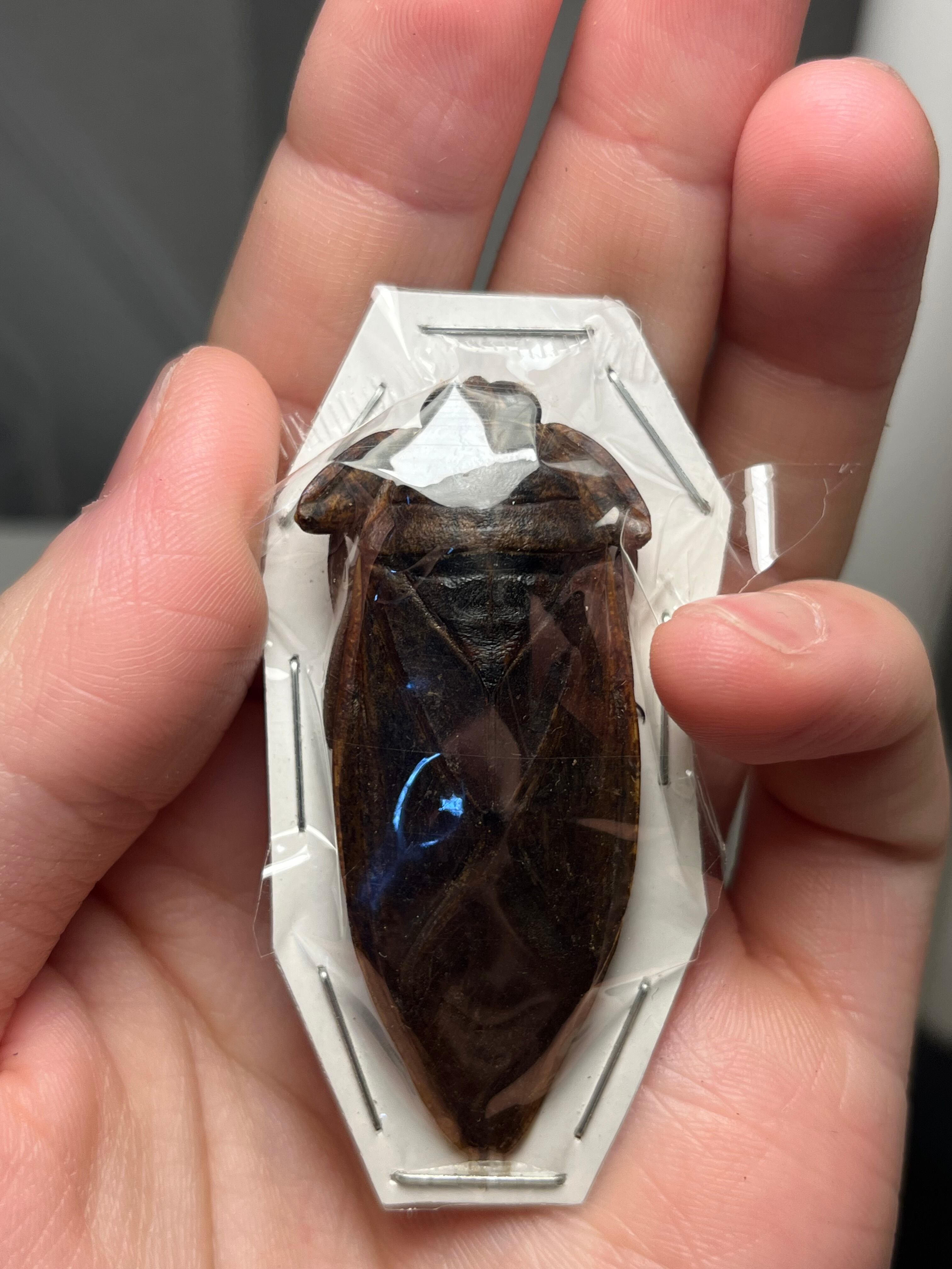 田亀最大種】ナンベイオオタガメの昆虫標本 タランチュラムカデ