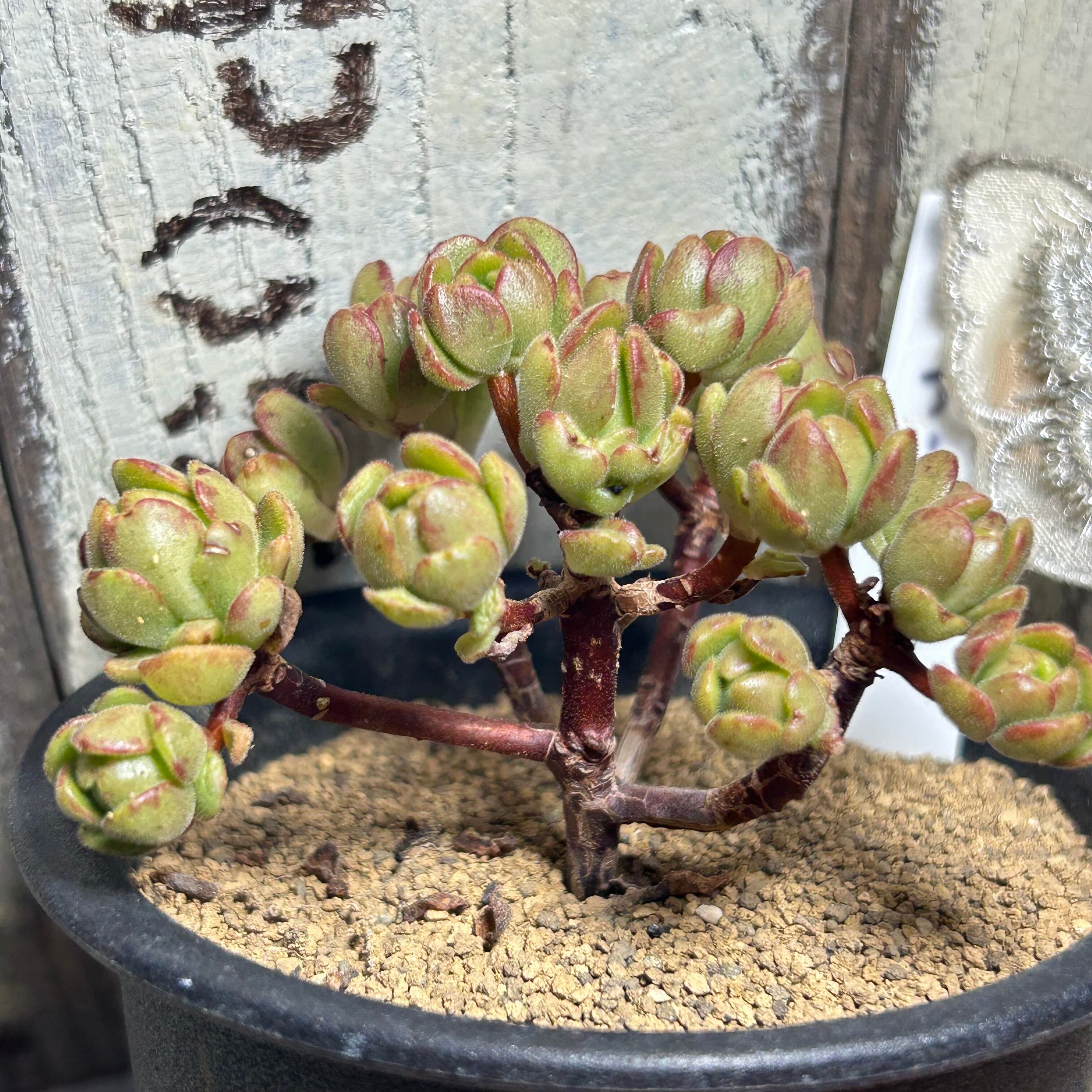 アーノルディ 多肉植物 アエオニウム アーノルディ(アエオニウム) | RuPo 多肉植物専門店