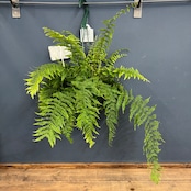 ゴニオフレビウム　ナイティ【698】