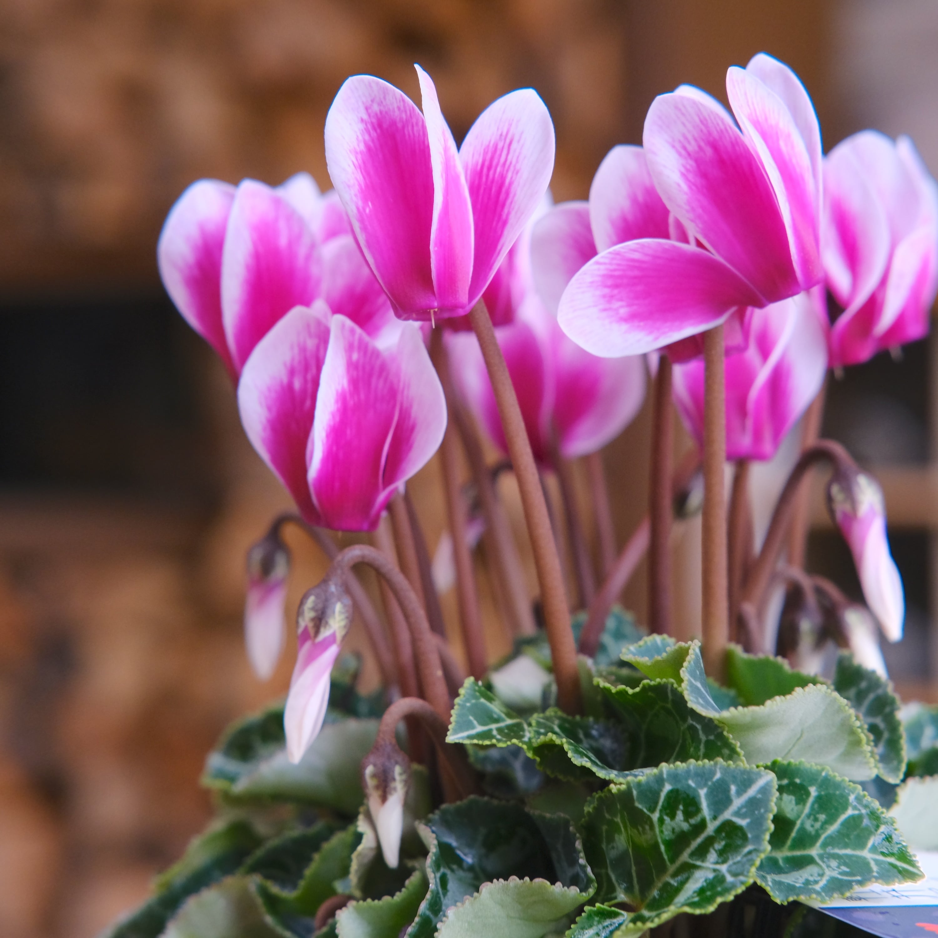 ガーデンシクラメン《 ジョーカー 》軽井沢育ち 3号鉢 | グリーン