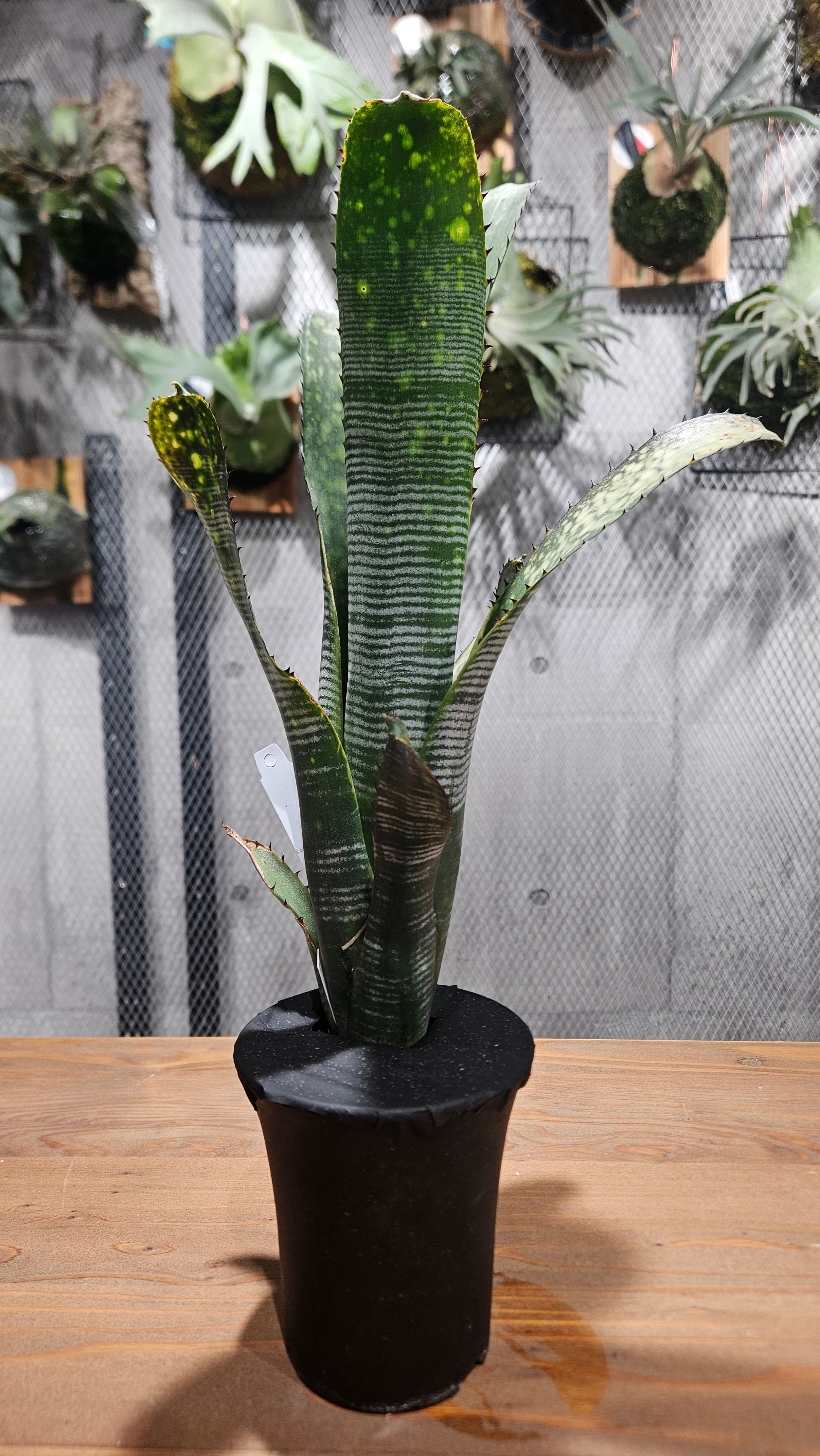 Billbergia 'Calcite'〔ビルベルギア〕現品発送B303 Billbergia Calcite 【artPLANTs】ビルベルギア/Billbergia/タンク