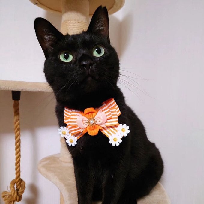 犬猫チョーカー 小サイズ しましま 赤 リボン 犬用 猫用 数量