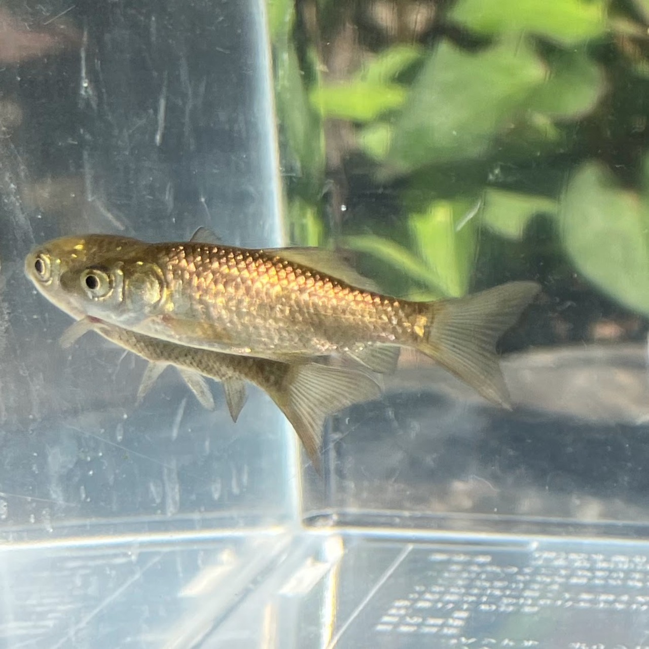 （淡水魚）ナガブナ　3～6ｃｍ±　（1匹）【生体】