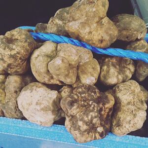 Grande】61～70gの粒・白トリュフ 11/21-23のお届け分 | FRESH TRUFFLE