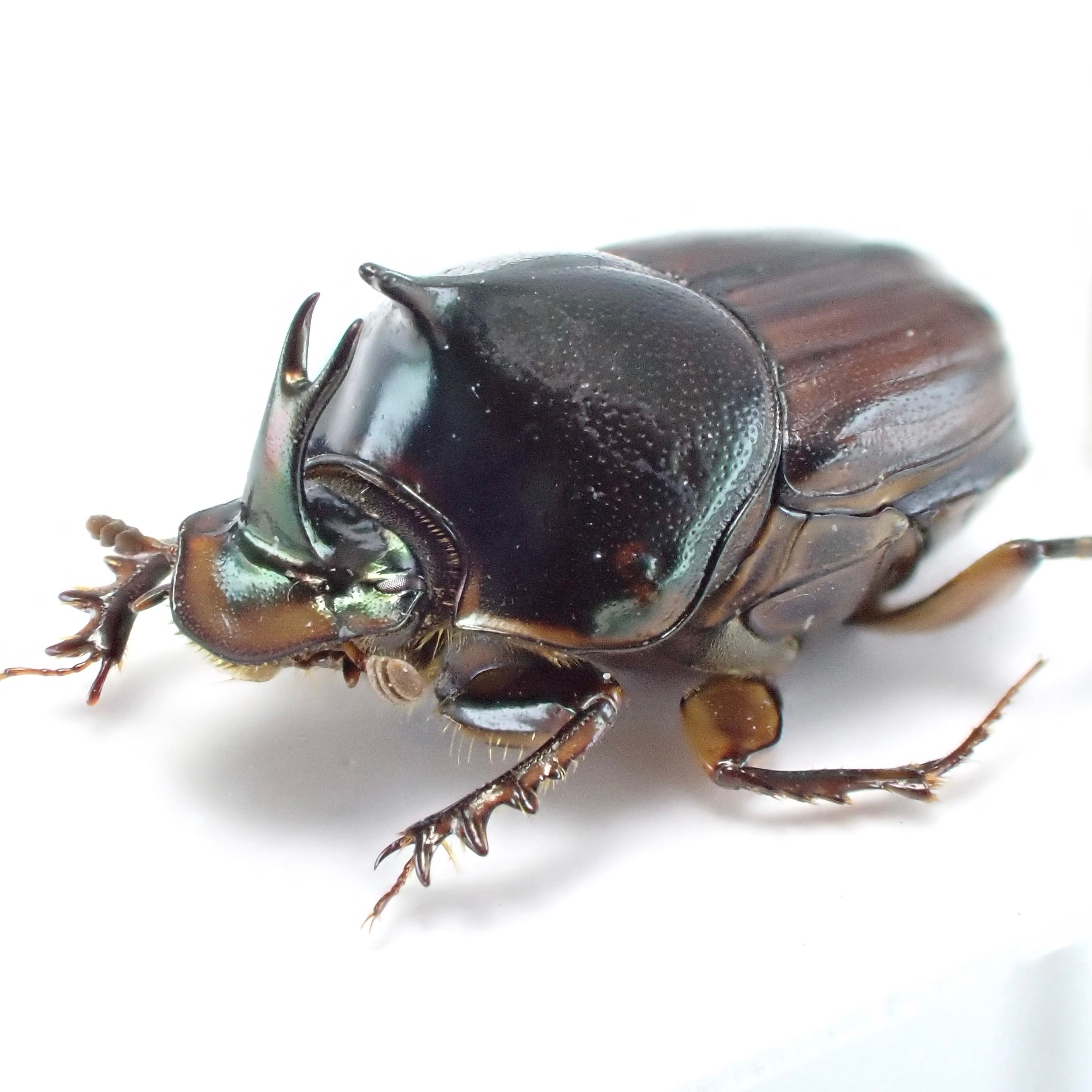 ラオス産 Liatongus vertagus ♂ 9mm | 昆虫標本 Diggers & Rollers