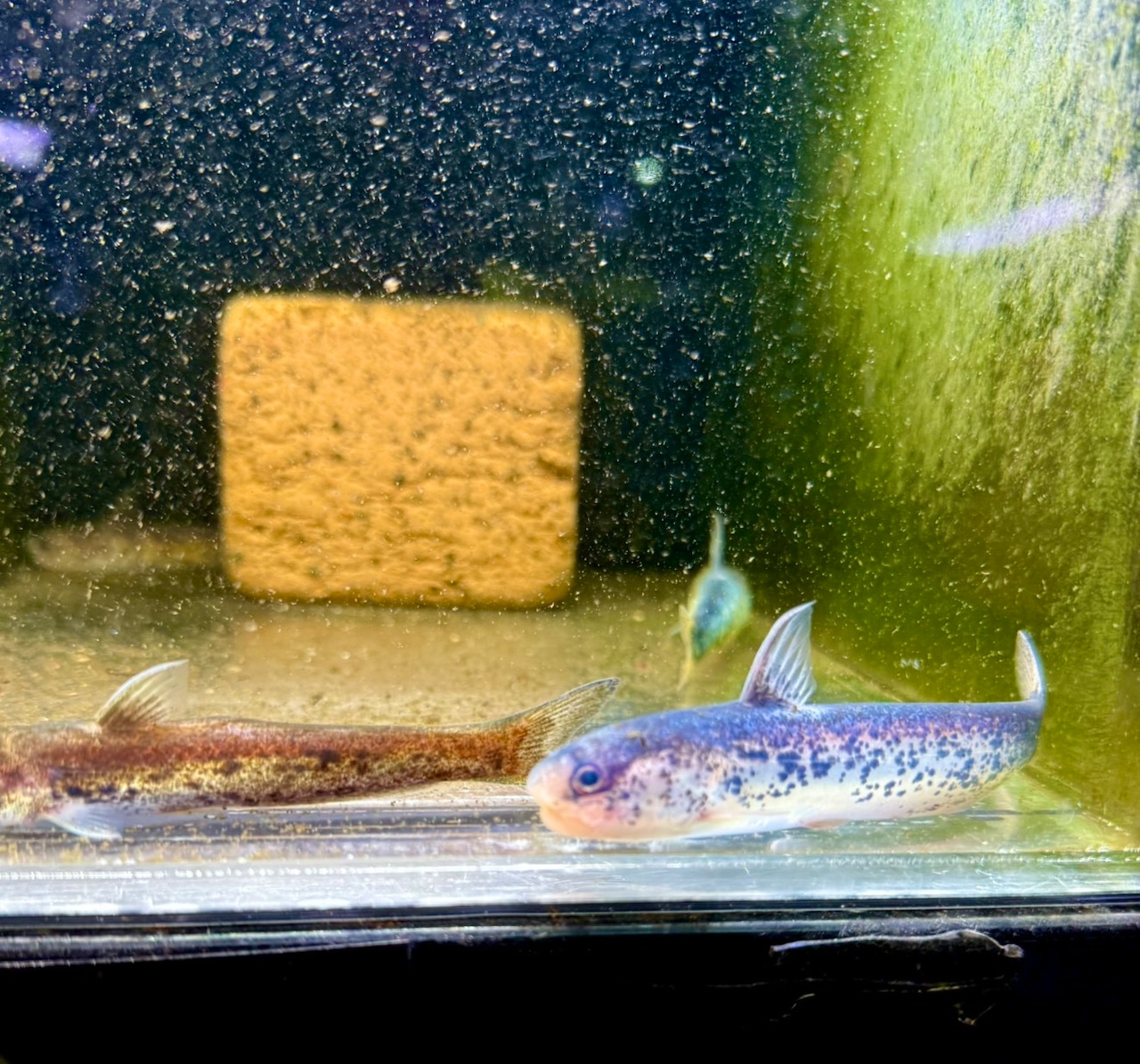 メタリックブルーカンディル - 3