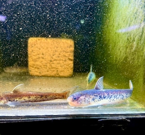 メタリックブルーカンディル