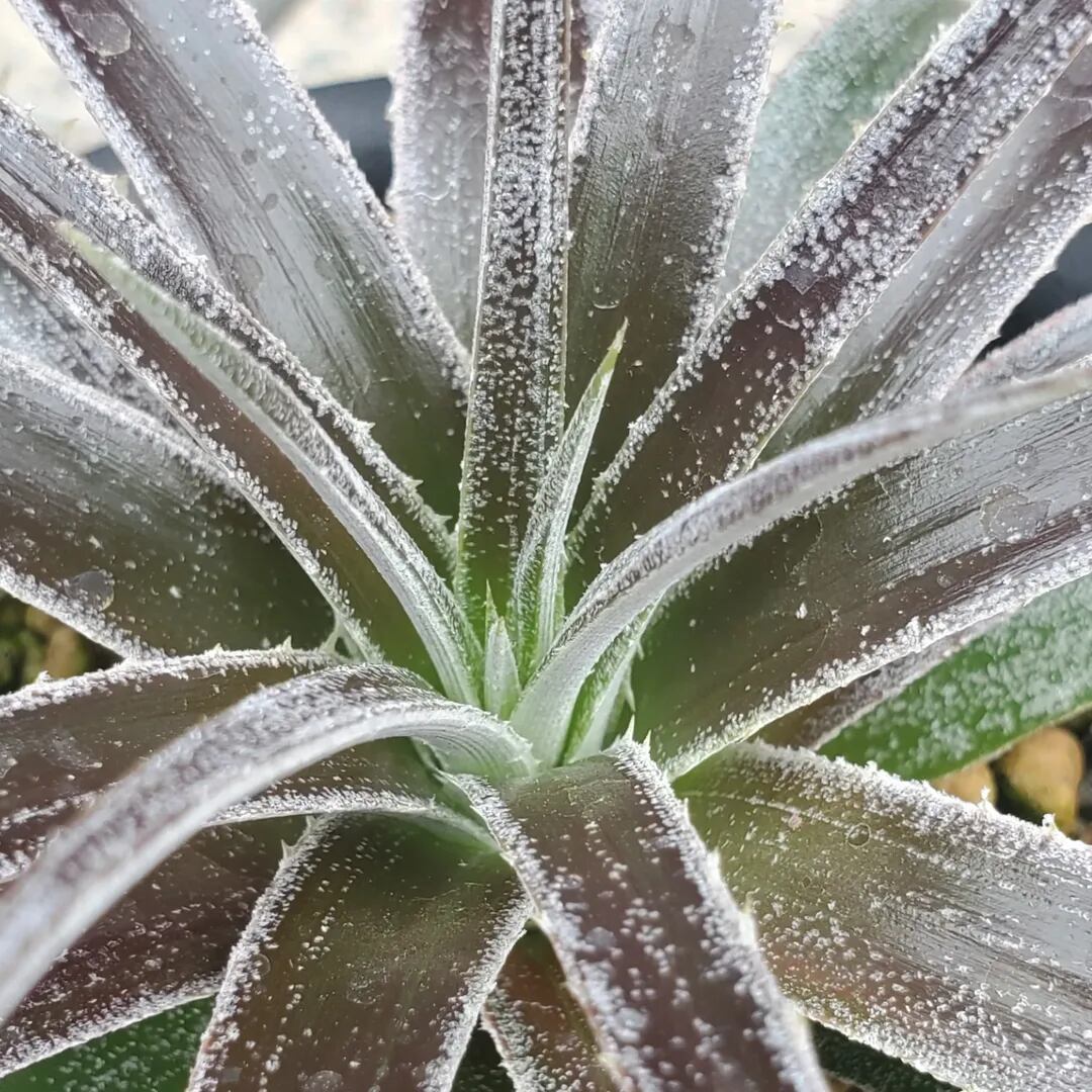 F00300_【XDT0009】xDyctia (Dyckia 'Arizona' x Hechtia glomerata