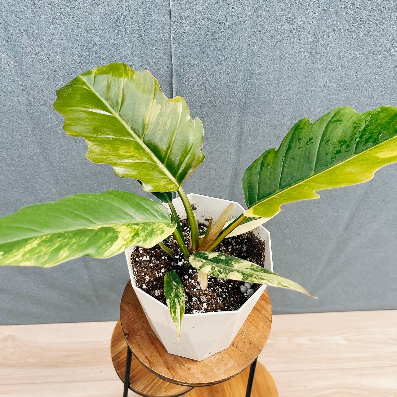 ［現品］3番　カシワバゴムノキ　フィカス　リラータ　曲がり　7号　観葉植物　室内 現品］A カシワバゴムノキ フィカス リラータ 曲がり 7号 観葉植物