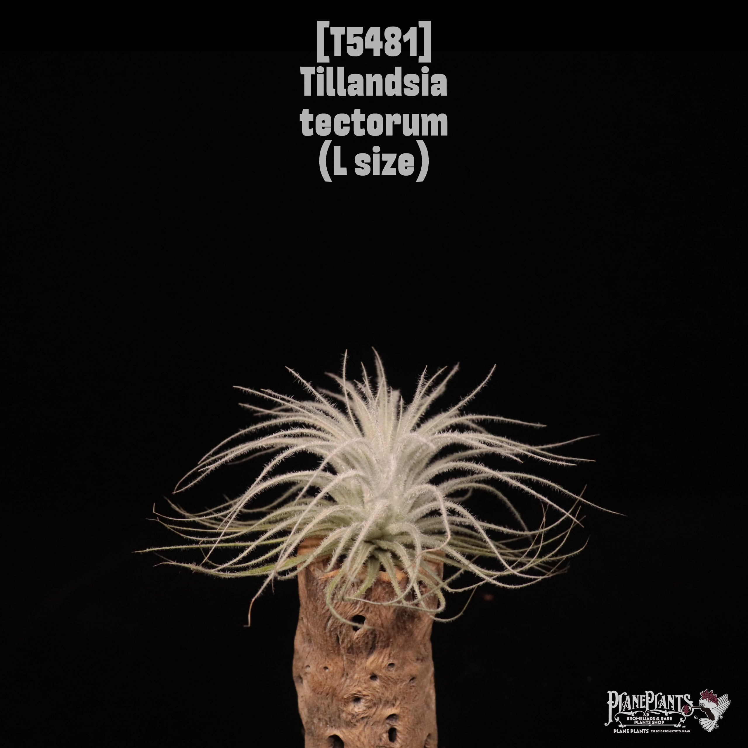 □ IN STOCK [販売中商品] | plane plants