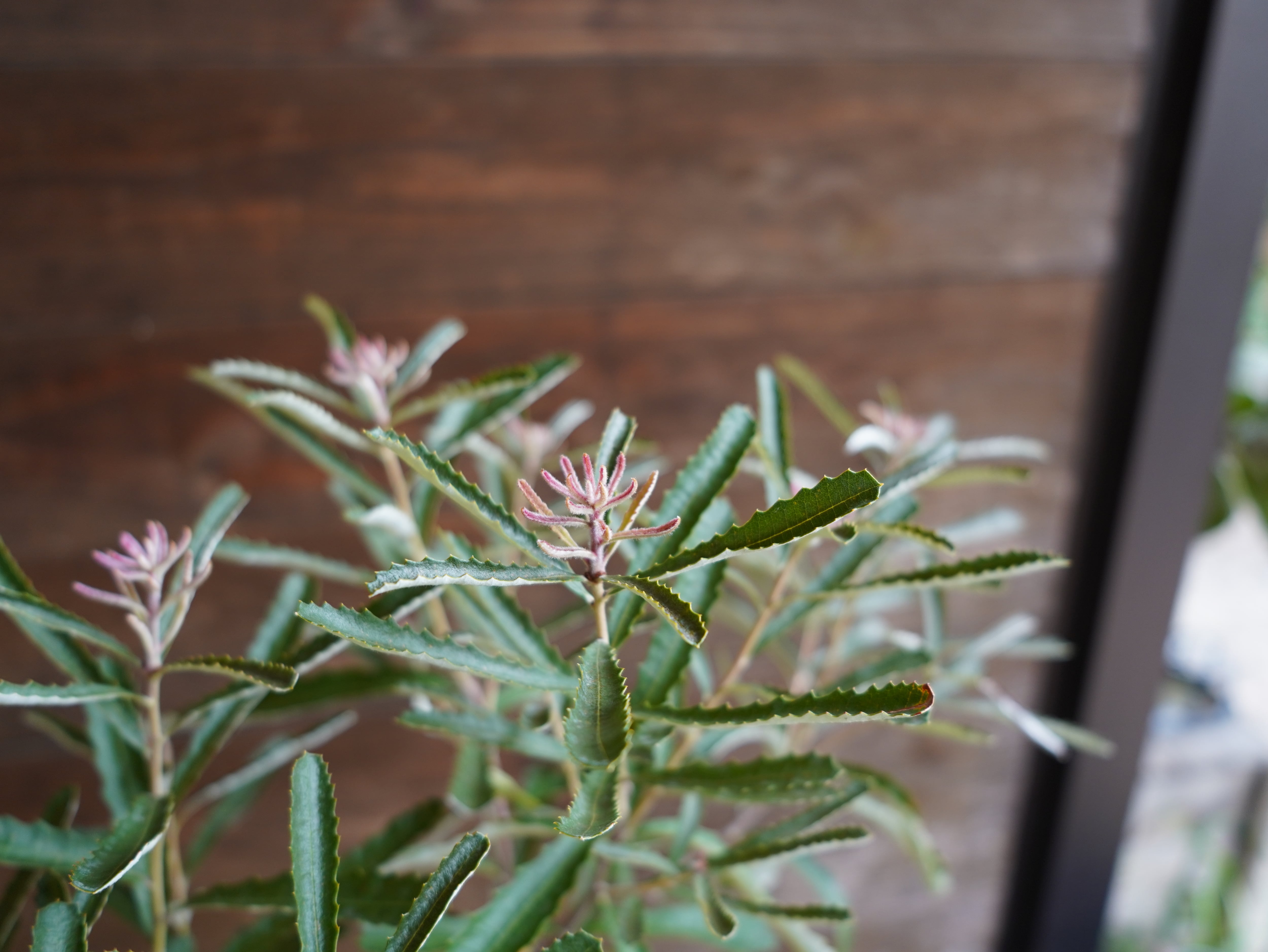 【現物】バンクシア　”オブロンギフォリア”　B