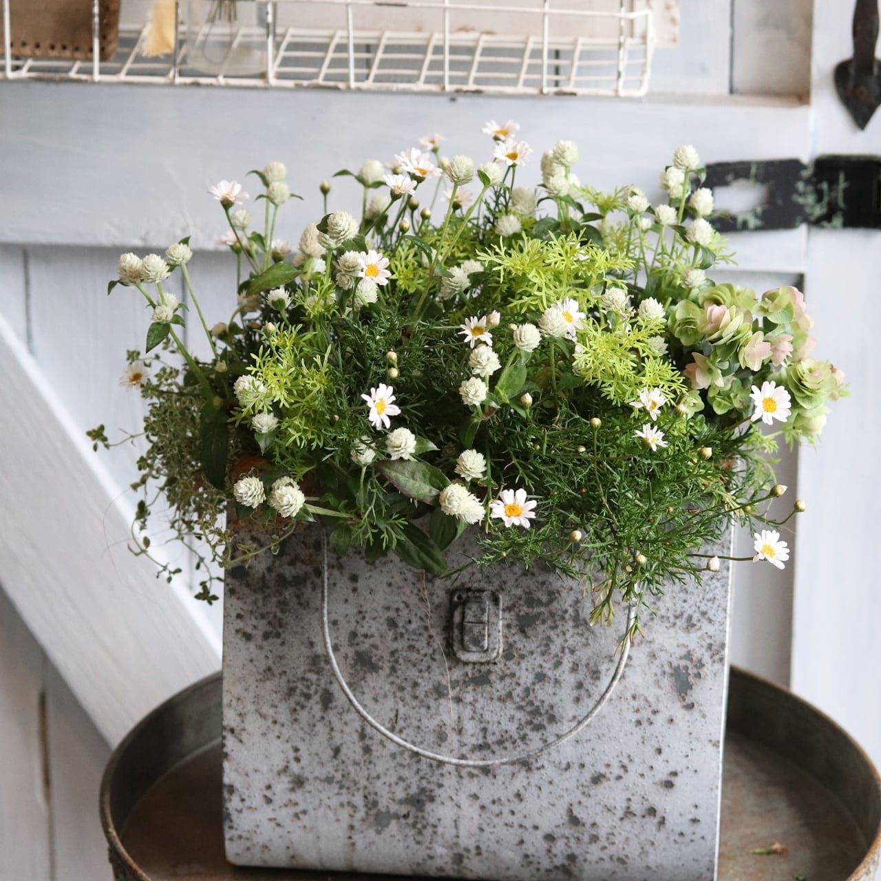 新春！お年玉企画！限定価格☆ひと苗追加！寄せ植えSET♡B