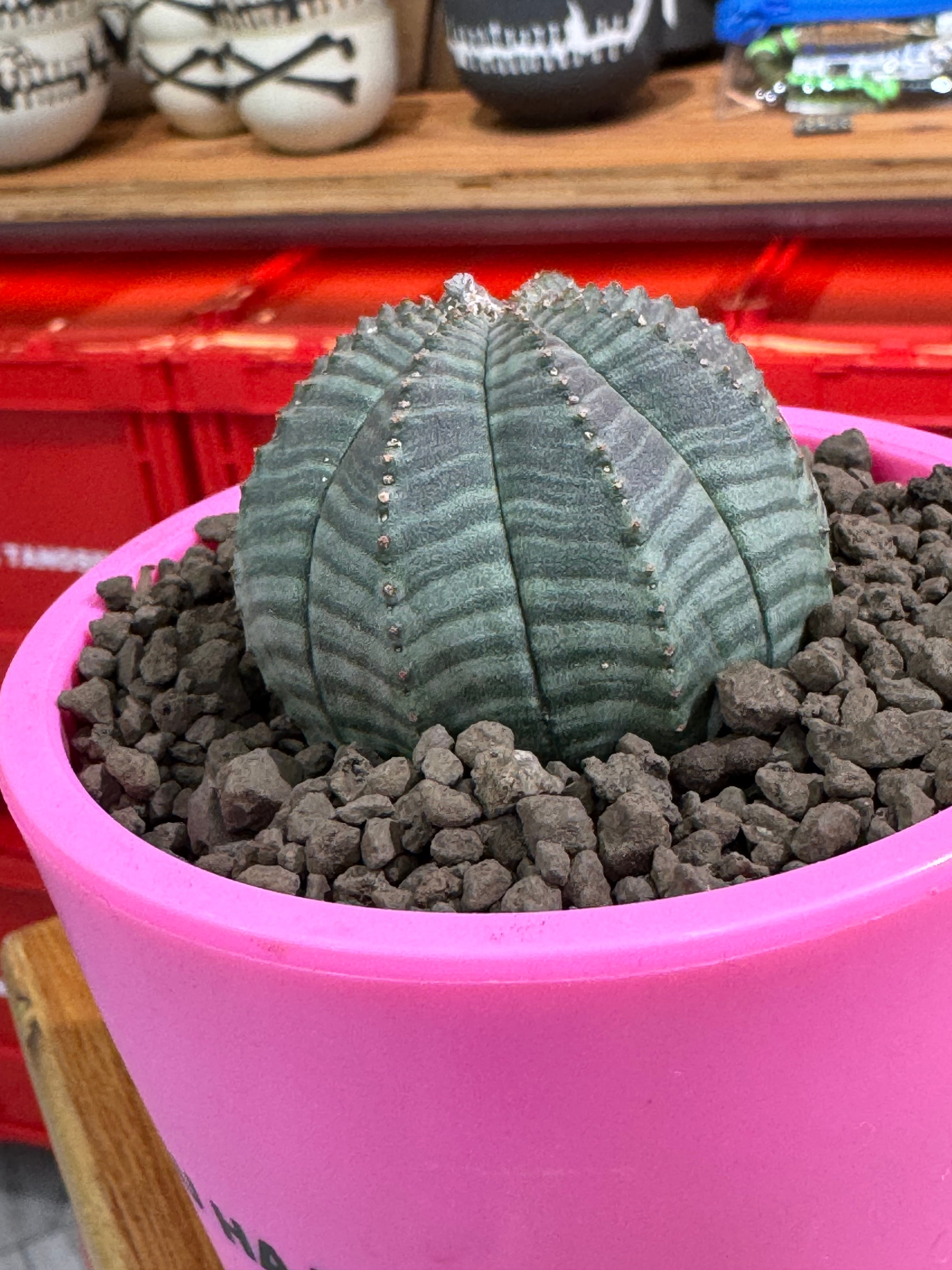 新着】Euphorbia Obesa【まん丸可愛い塊根】ユーフォルビア オベサ