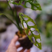 【実生】モンステラ オブリクア ペルー / Monstera Obliqua Peru⑪ / 観葉植物