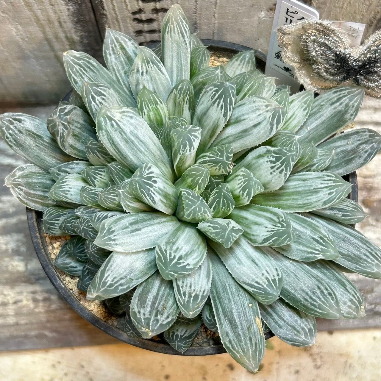 ハオルチア ピリフェラ RIB0136 多肉植物 T)ピリフェラ錦 ハオルチア