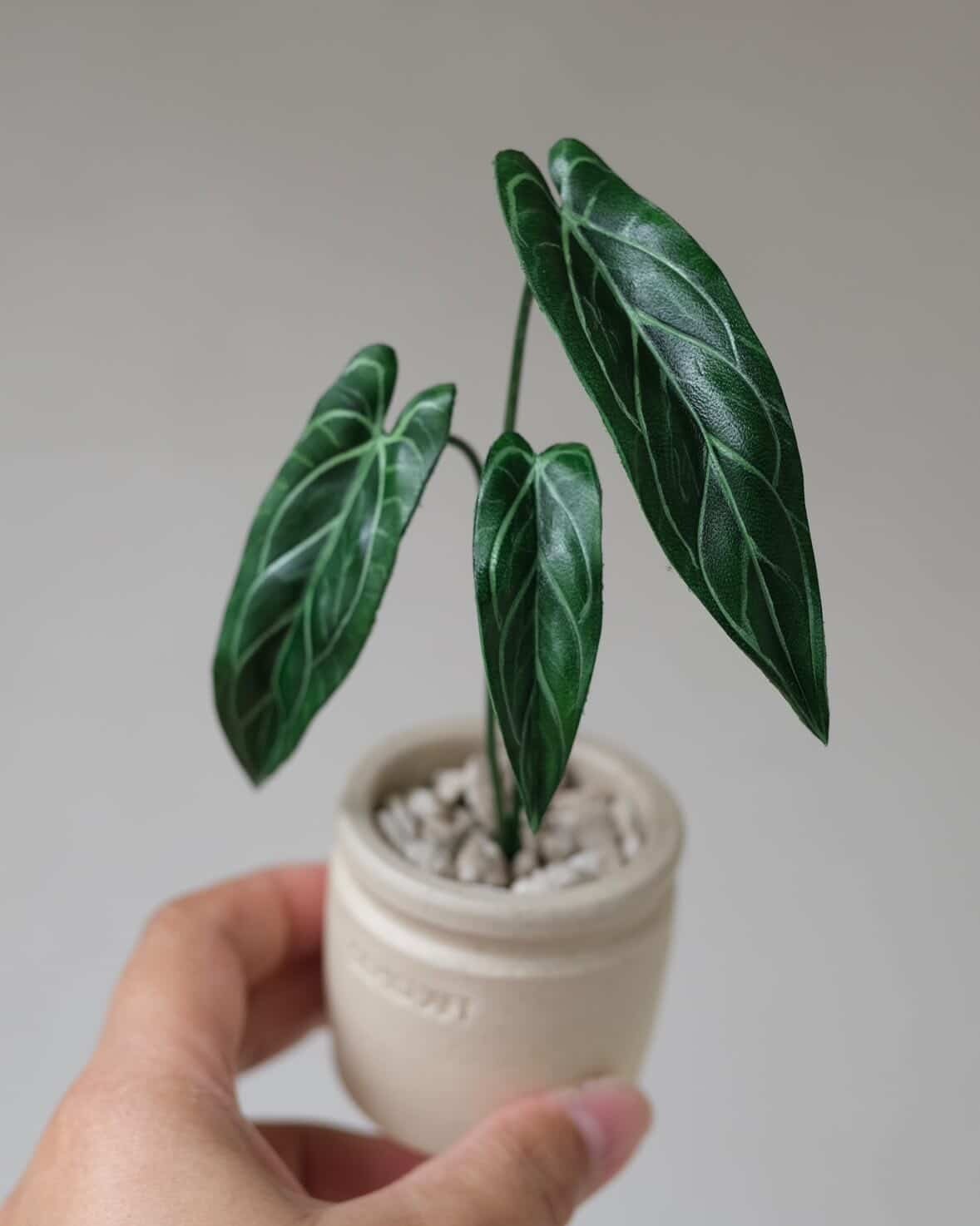 予約販売> Anthurium warocqueanum｜Leather Botanical Collection