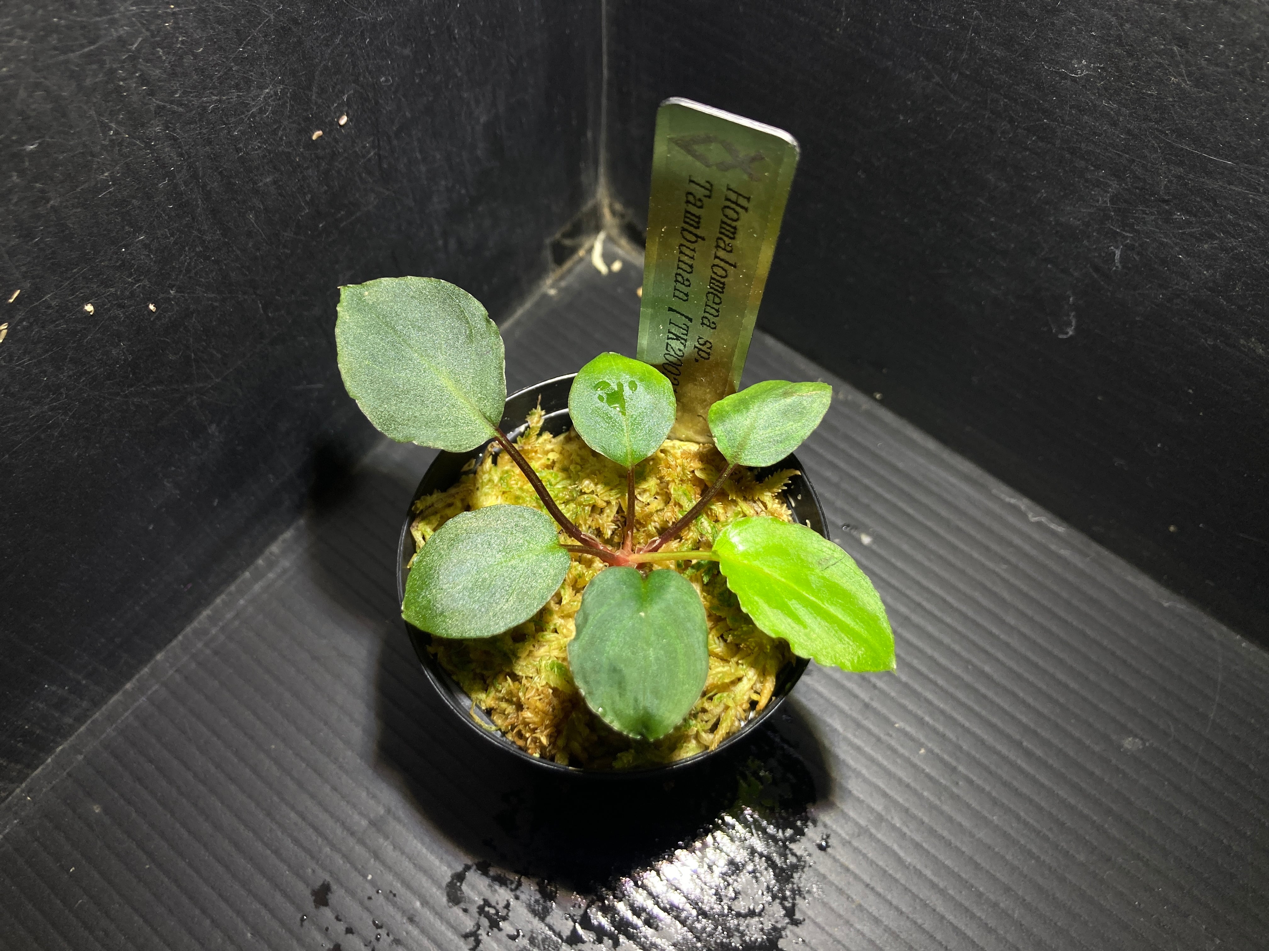 ホマロメナ | AquaFocus