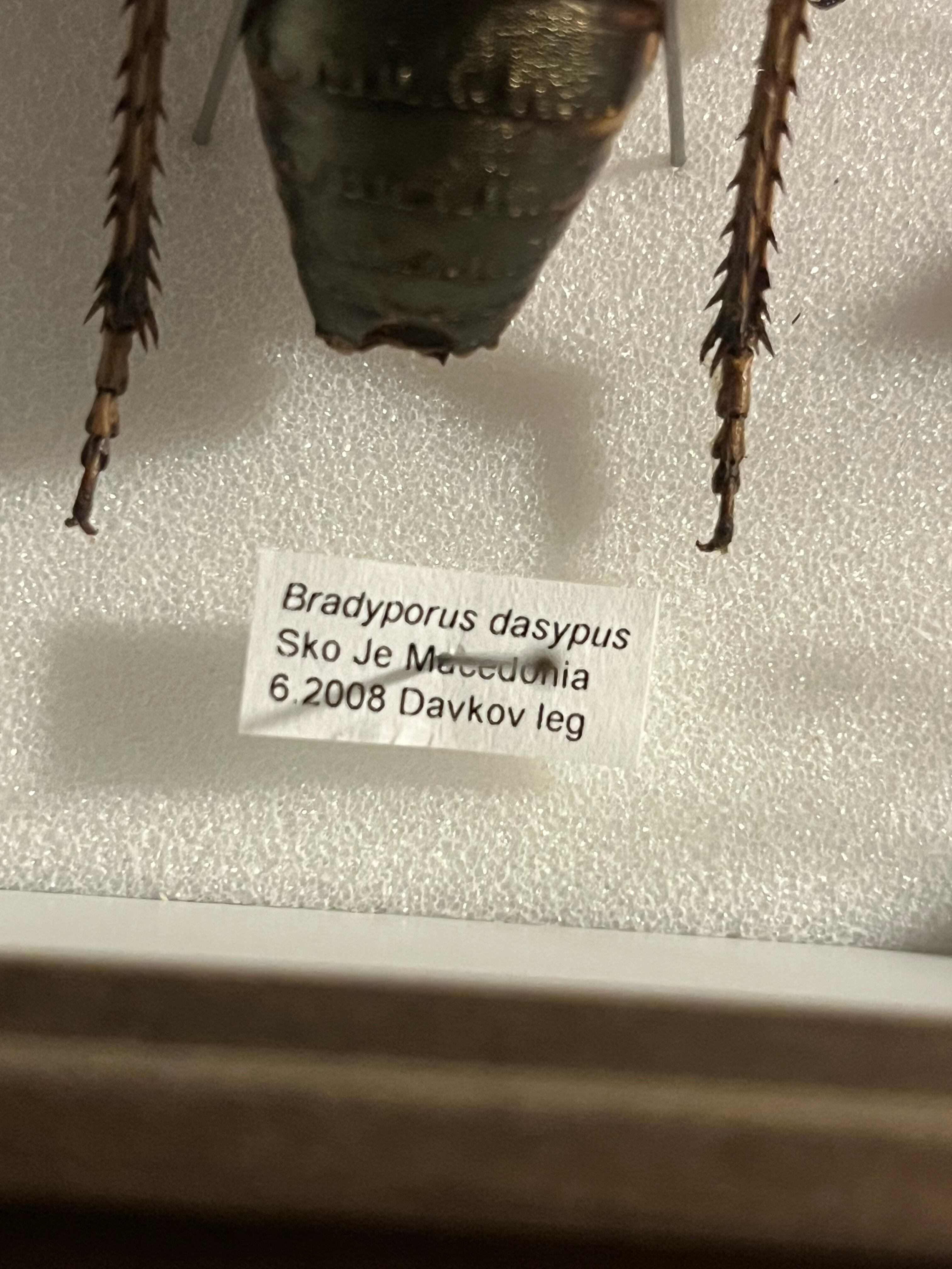 58mm♂】ヨロイコロギス Bradyporus dasypus リオック 直翅類 カマキリ