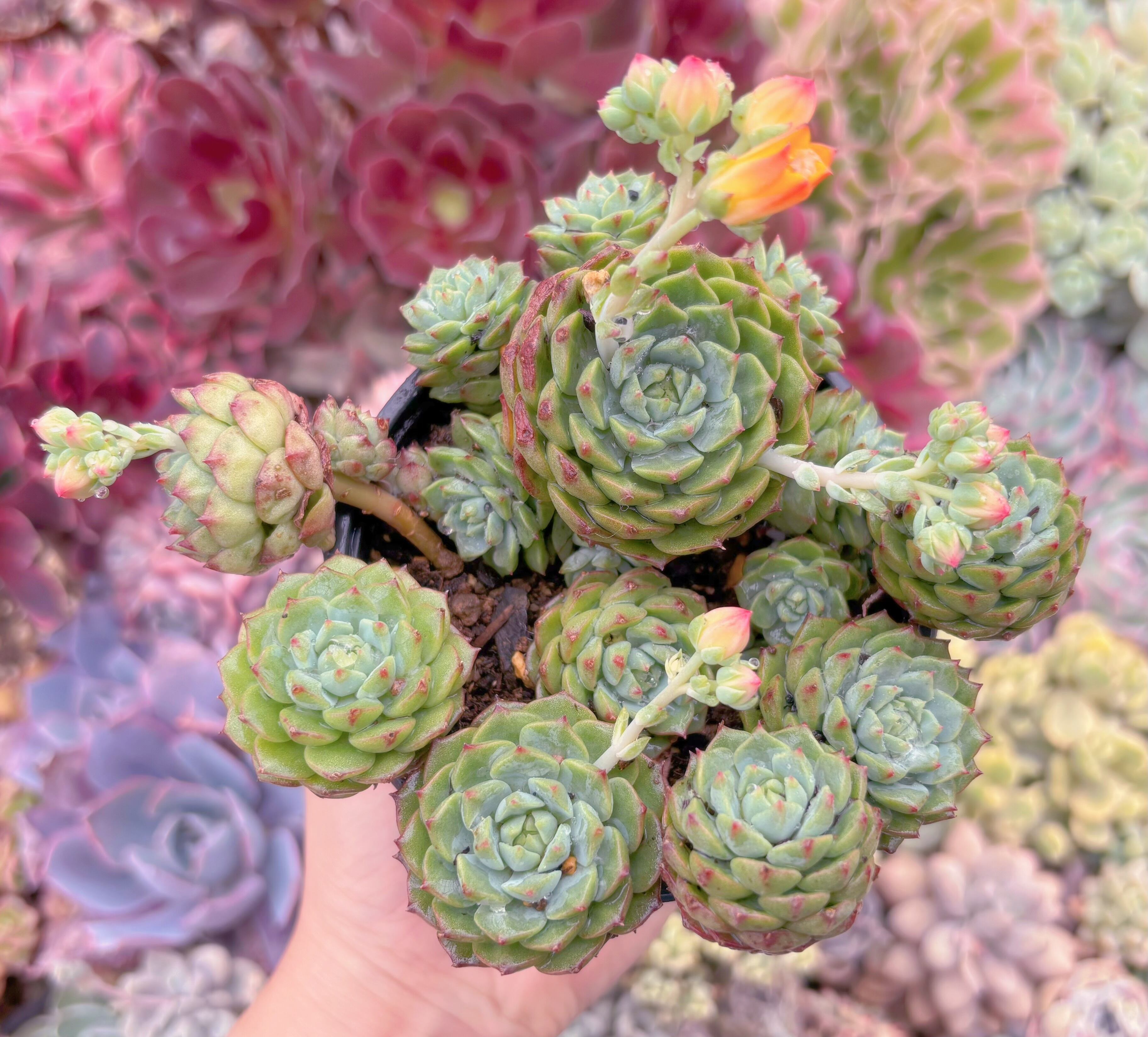 現品　パンダフェス#549　新入荷　るる農園