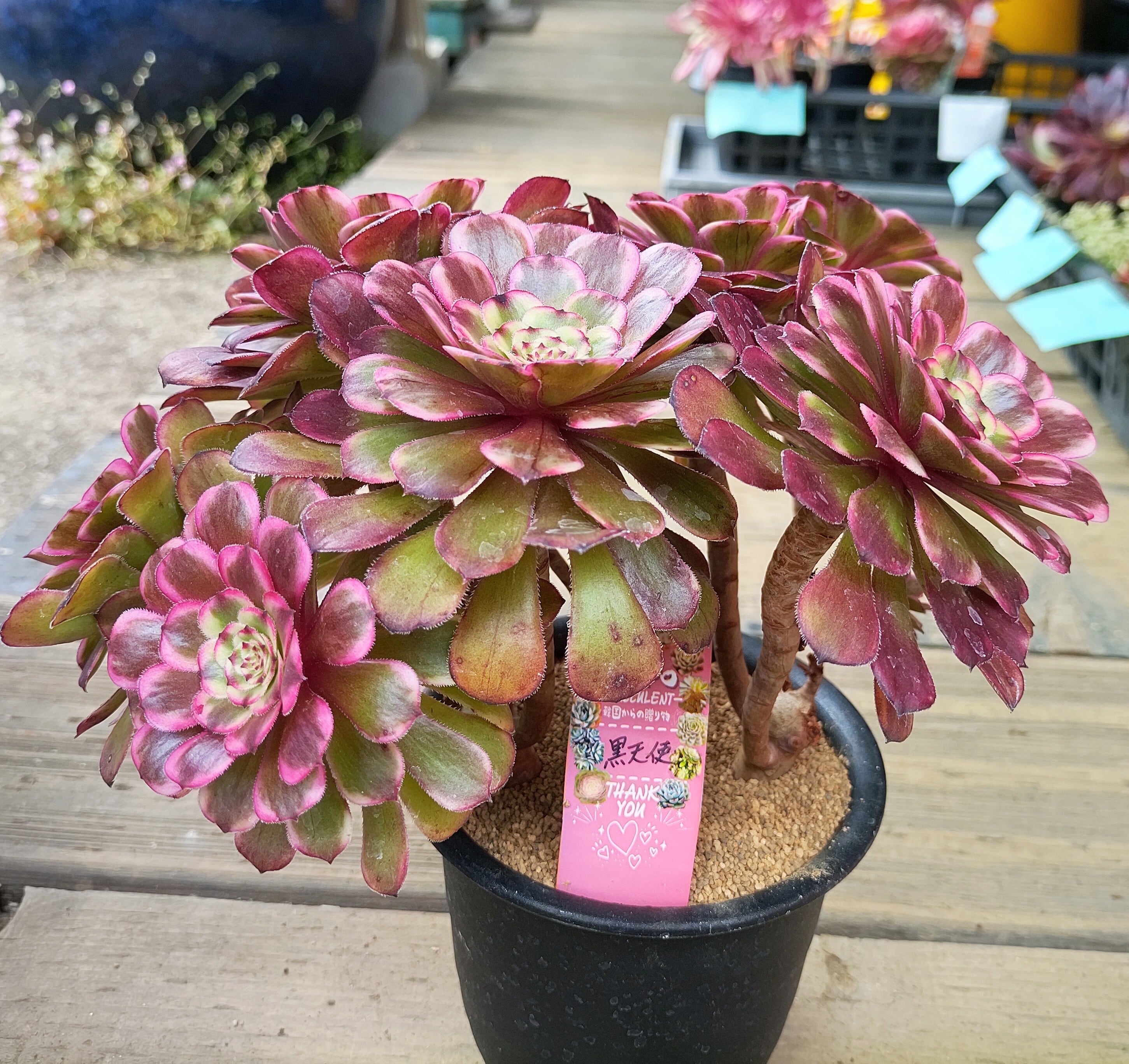 確認専用‼️アエオニウム　コレクション アエオニウム 'レッドエッジ' – Surreal Succulents