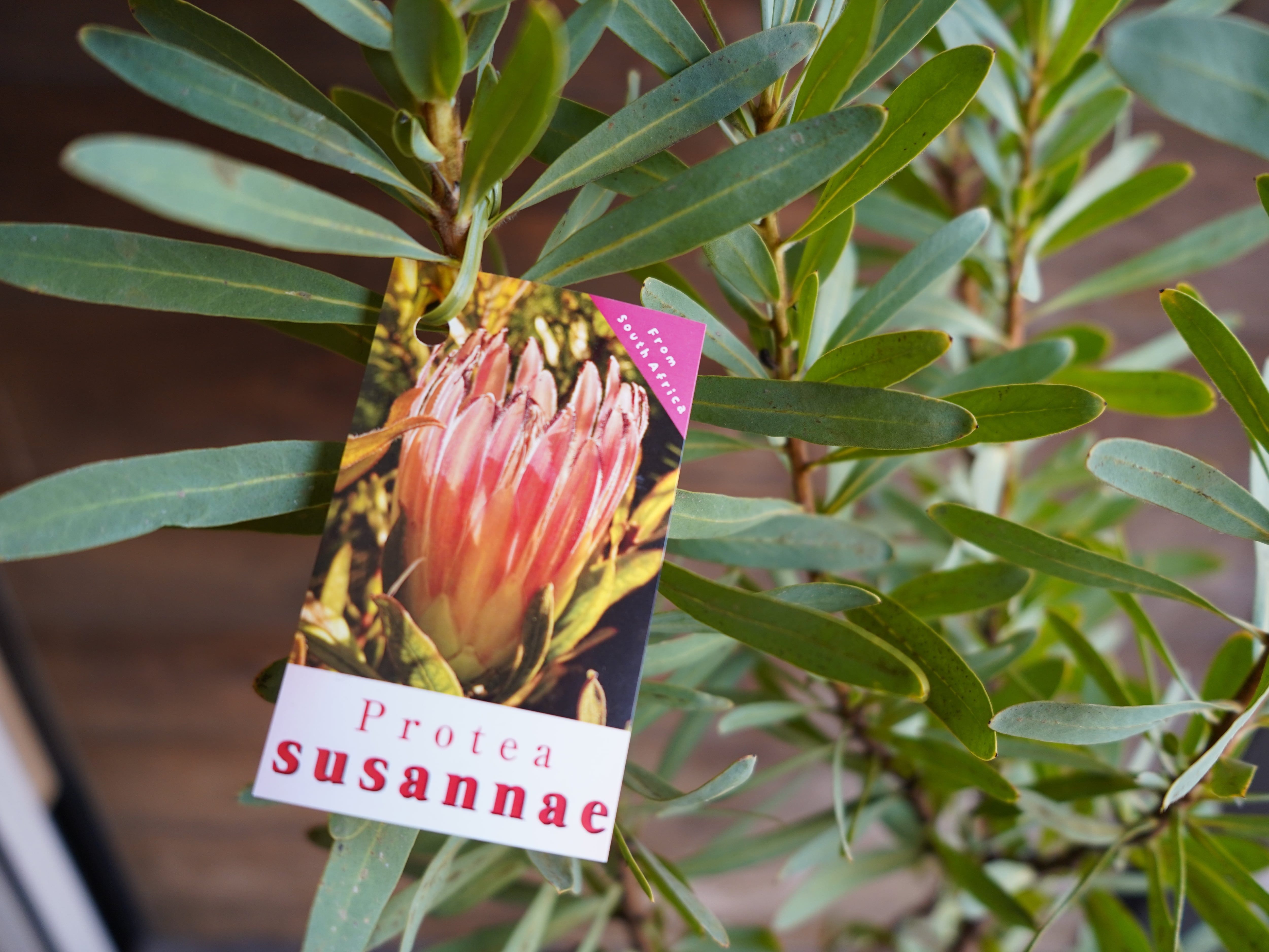 【現物】プロテア ”スザンナエ” B