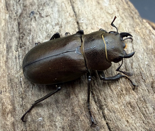 《インペラトールホソアカクワガタ 21mm ♀単》