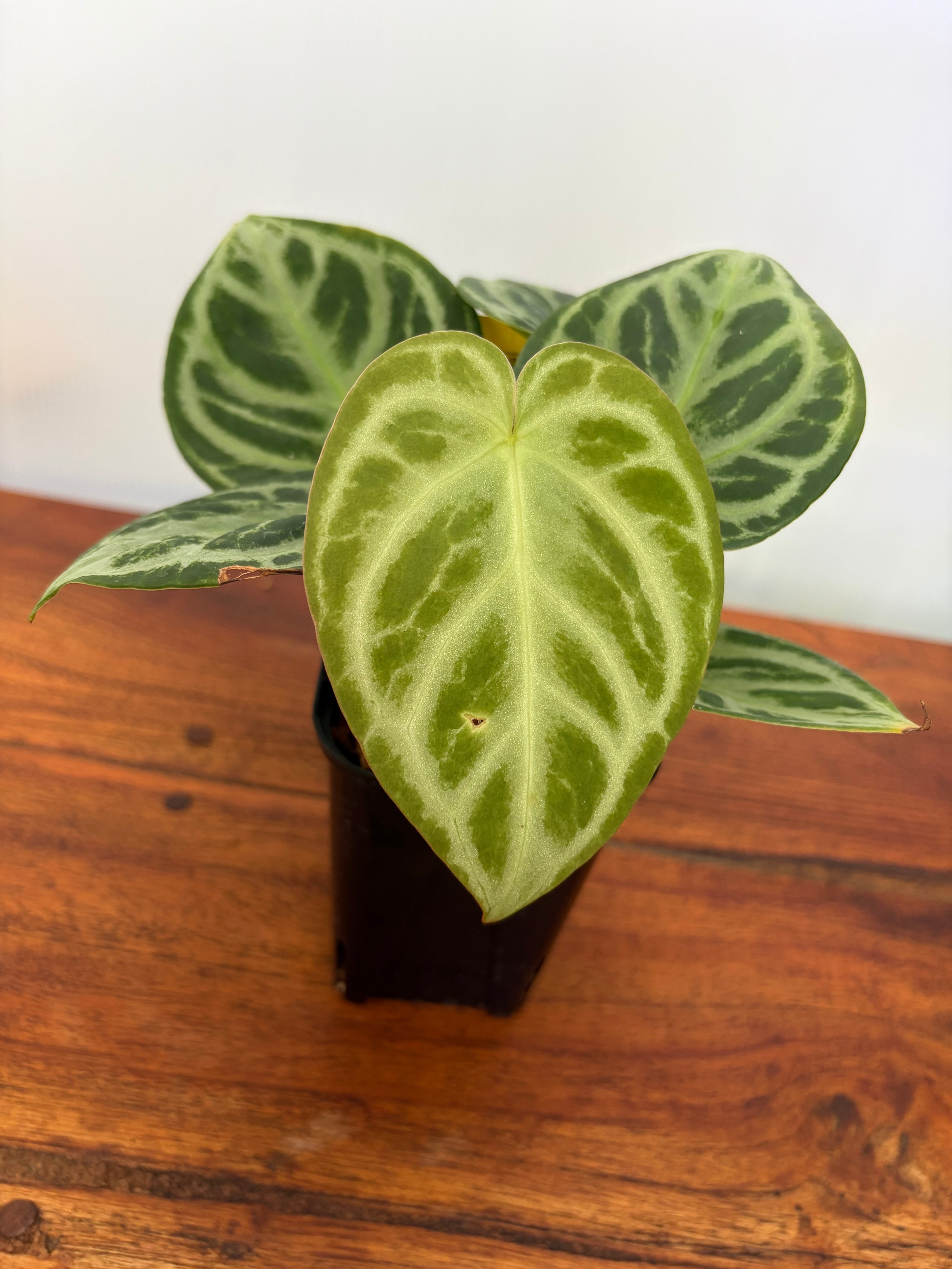 Anthurium | BALI-AN 園芸