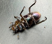 【美麗】《メタリフェルホソアカ亜種finae 70mm ペア》わたくわ氏ブリード個体