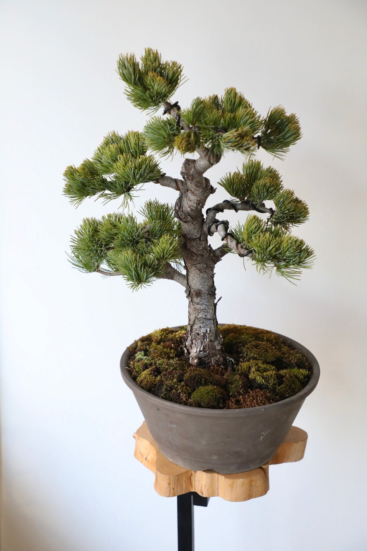 M】五葉松 盆栽 /Japanese white pine bonsai 樹齢35年 ※陶器鉢付き