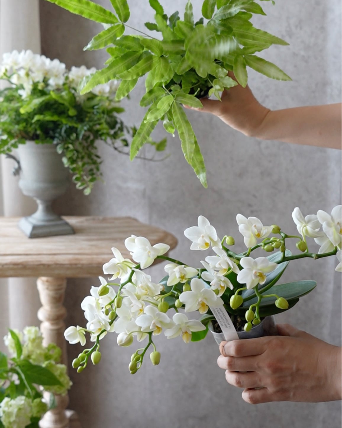 花苗セット】ミニ胡蝶蘭ナザレと観葉植物のミニ苗セット | アトリエ