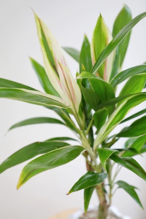 【M】コルジリネ ターミナリス/Cordyline