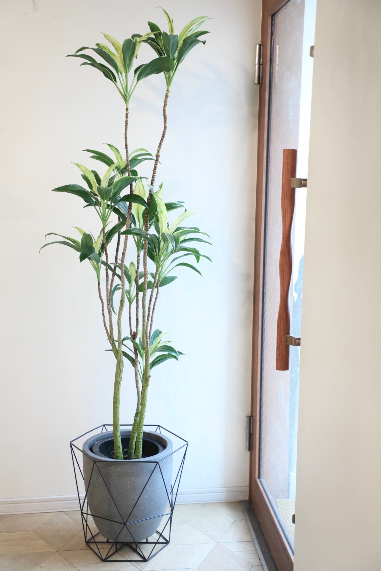 【渋谷区周辺エリア/配送料無料】【L】コルジリネ 白馬/Cordyline ※陶器鉢カバー付き