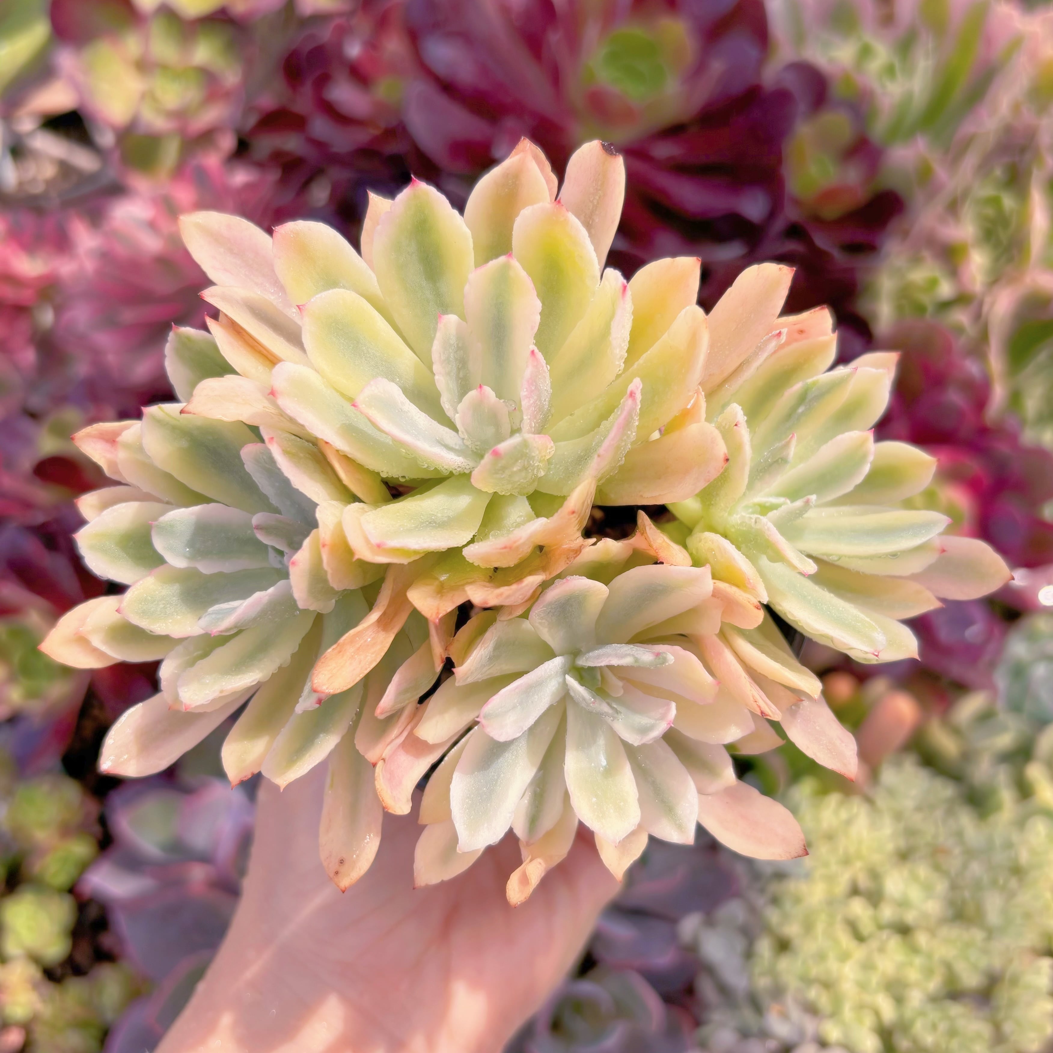 現品　hoveyi錦#645　るる農園