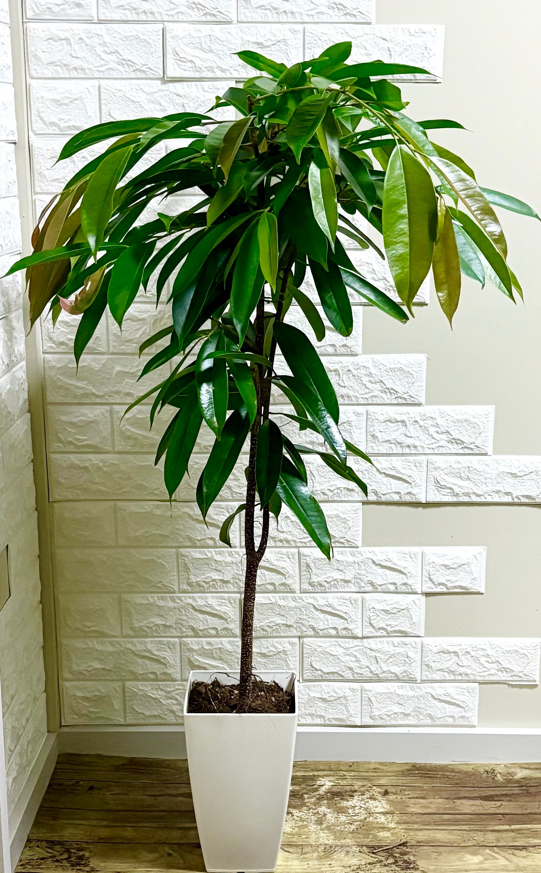 エバーフレッシュ 曲がり | 観葉植物のお店 feerie（フェリエ）