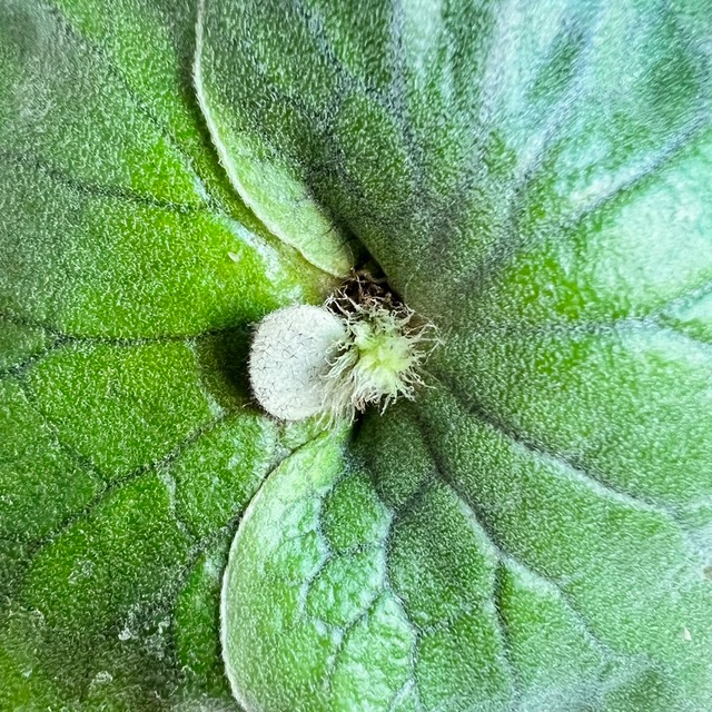 ビカクシダ エレファントティス 子株 板付 【観葉植物 壁掛け コウモリラン】