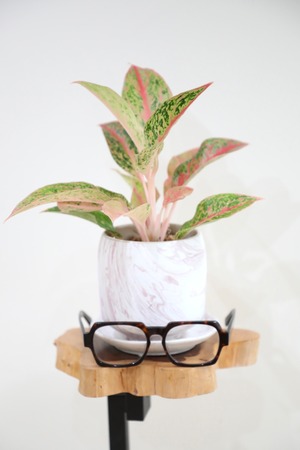 【希少】【M】アグラオネマ プレステージ ※【土不使用】※陶器鉢付き