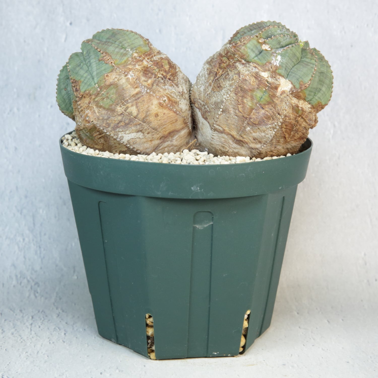 オス株【超厳選株】超大株 最大幅 約14.3cm ダブルヘッド ラギット