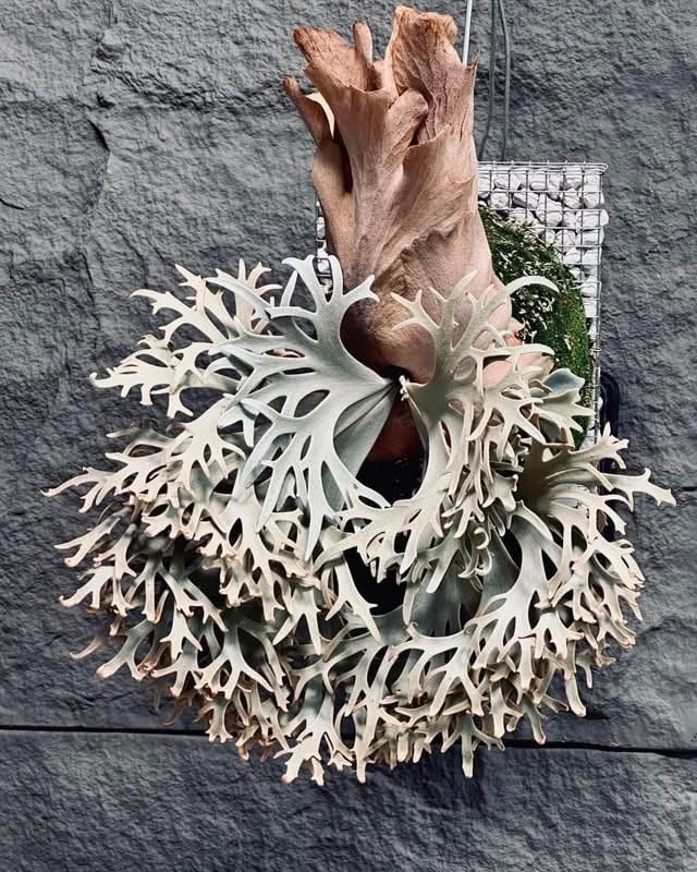Platycerium_ビカクシダ | vandaka plants