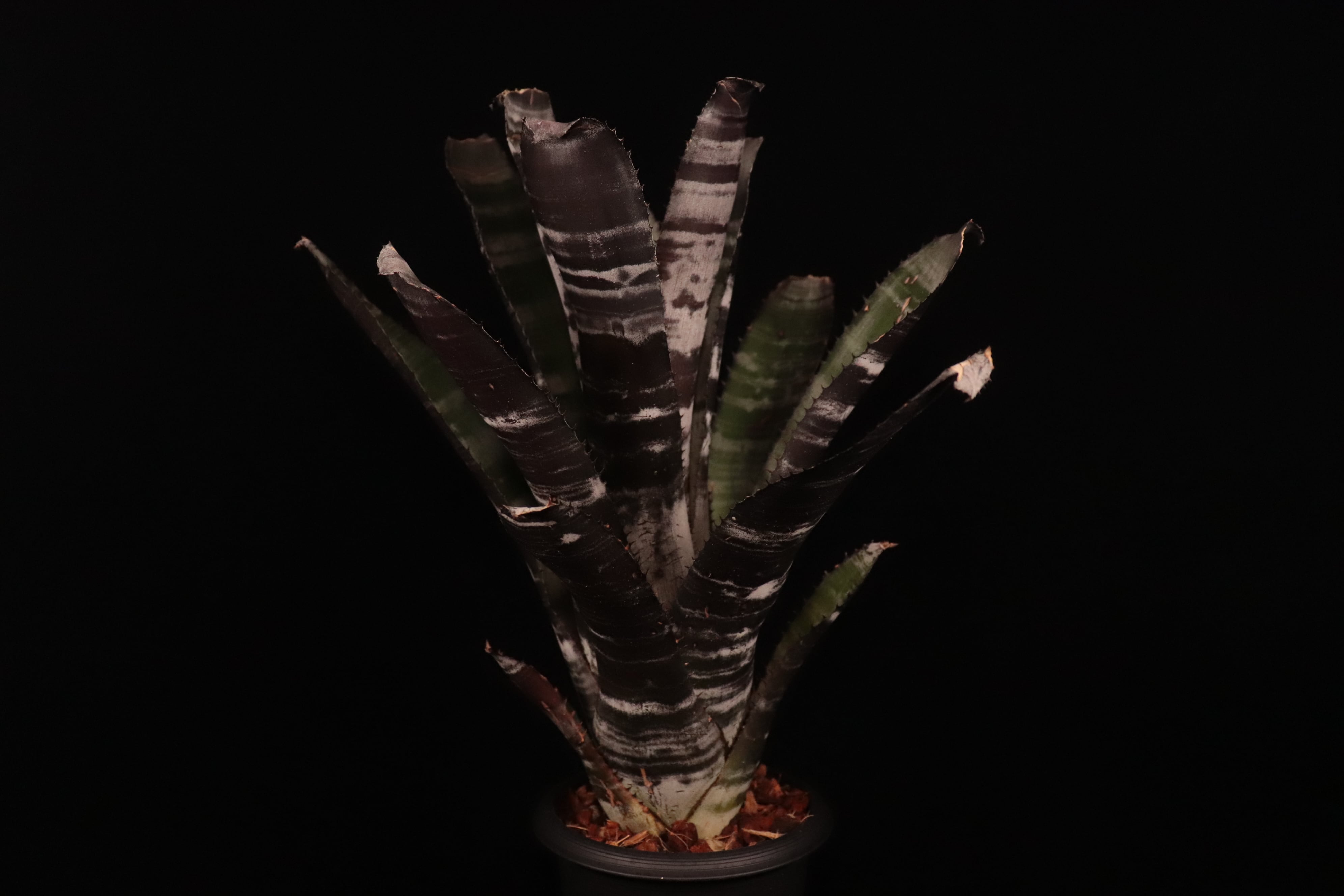 reserved】Aechmea 'Black Zombie'〔エクメア〕現品発送A167 | plane