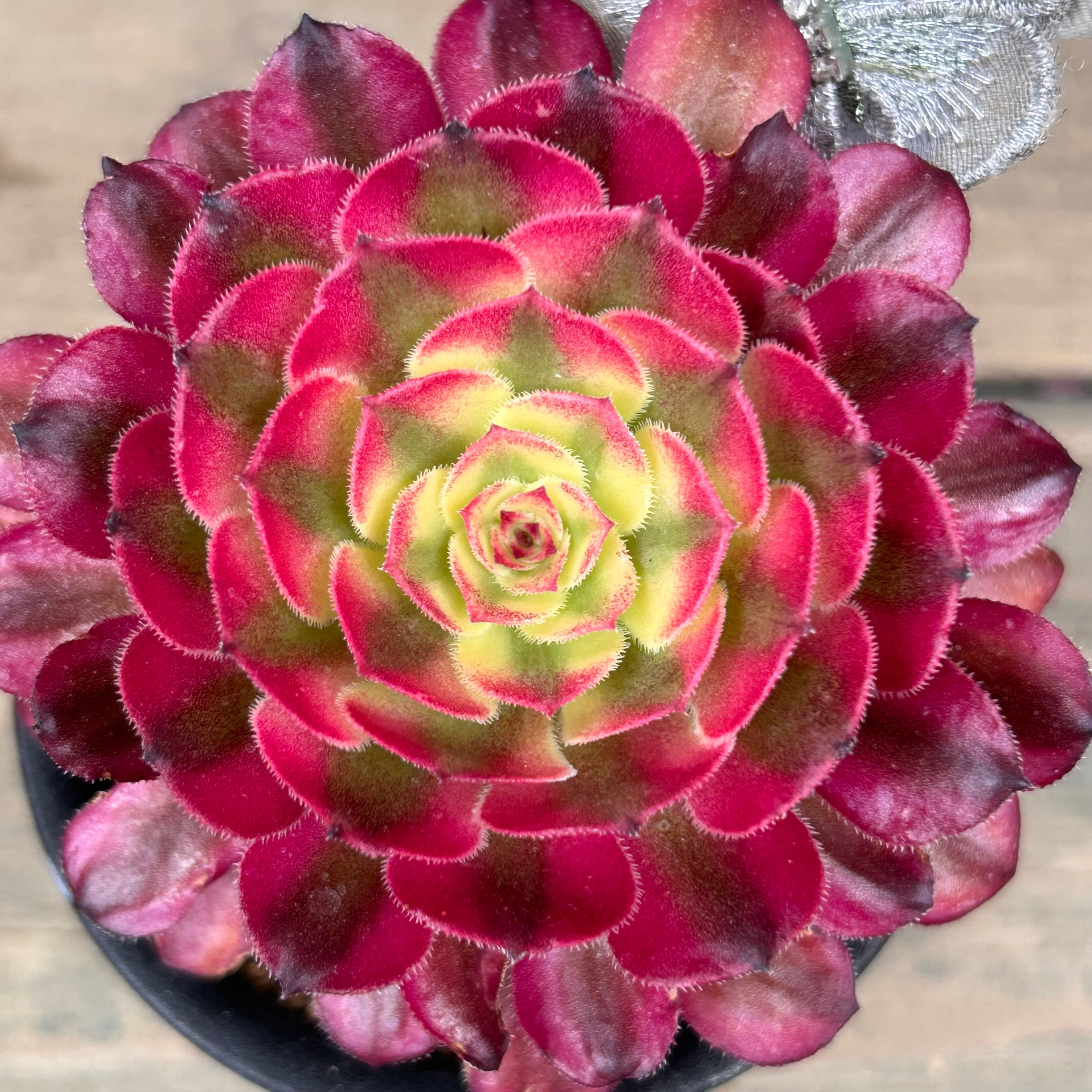 Top【選抜株】22076 アエオニウムアルボレウム綴化15個　鉢無し/脱土 0121.jpg