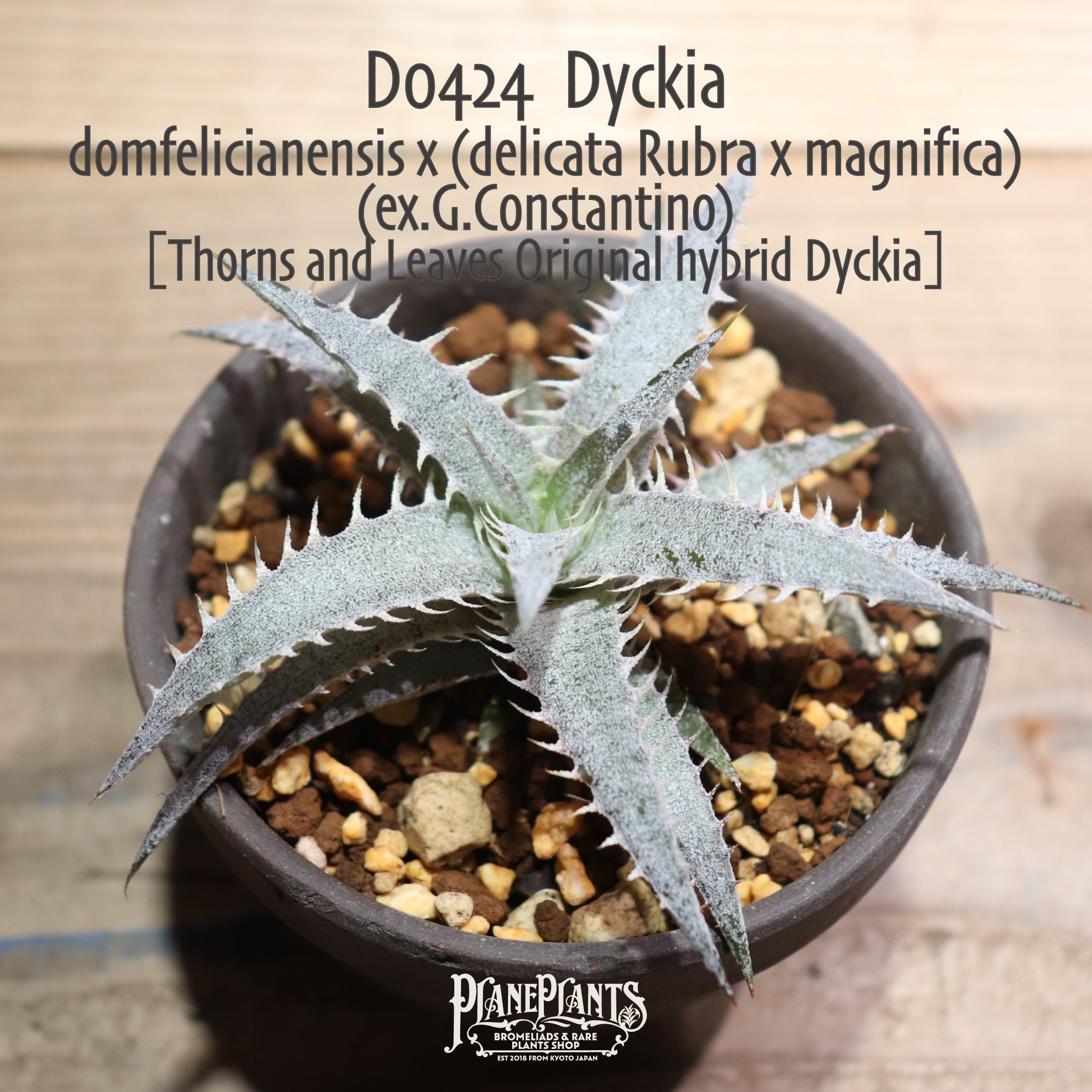 抜き苗送料無料】domfelicianensis x (delicata Rubra x magnifica