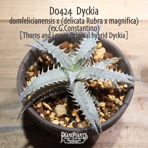 【抜き苗送料無料】domfelicianensis x (delicata Rubra x magnifica)〔ディッキア〕現品発送D0424