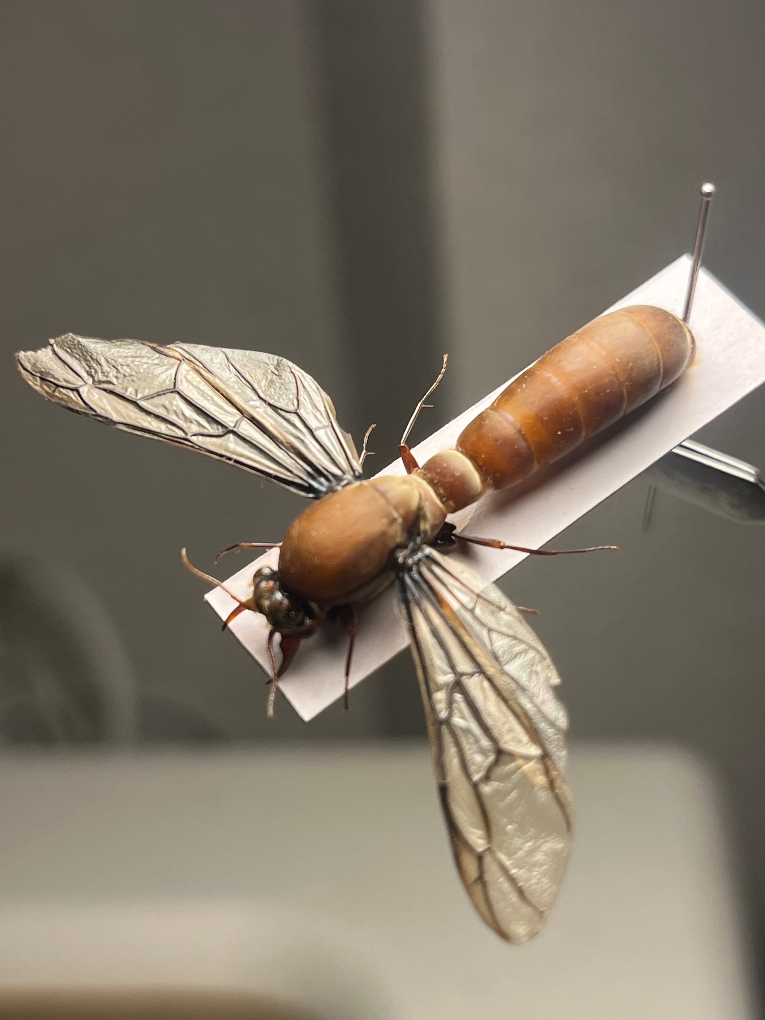 【専用標本】サスライアリの一種？ ドライバーアリ Dorylus sp.カマキリ 開翅標本】サスライアリの一種 ドライバーアリ Dorylus fulvus badius