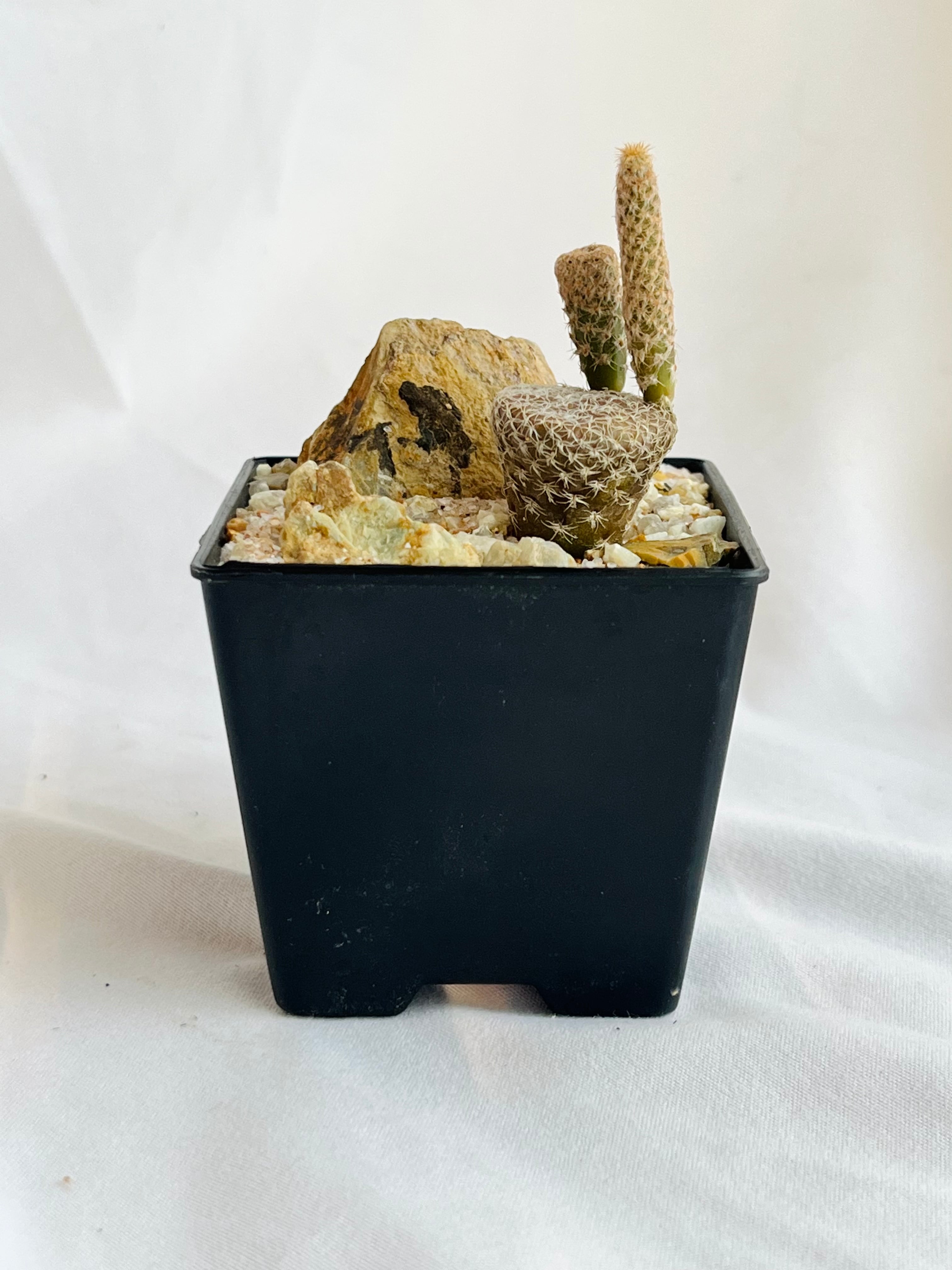 Puna clavarioides クラバリオイデス 茸団扇 白鶏冠 サボテン | plants